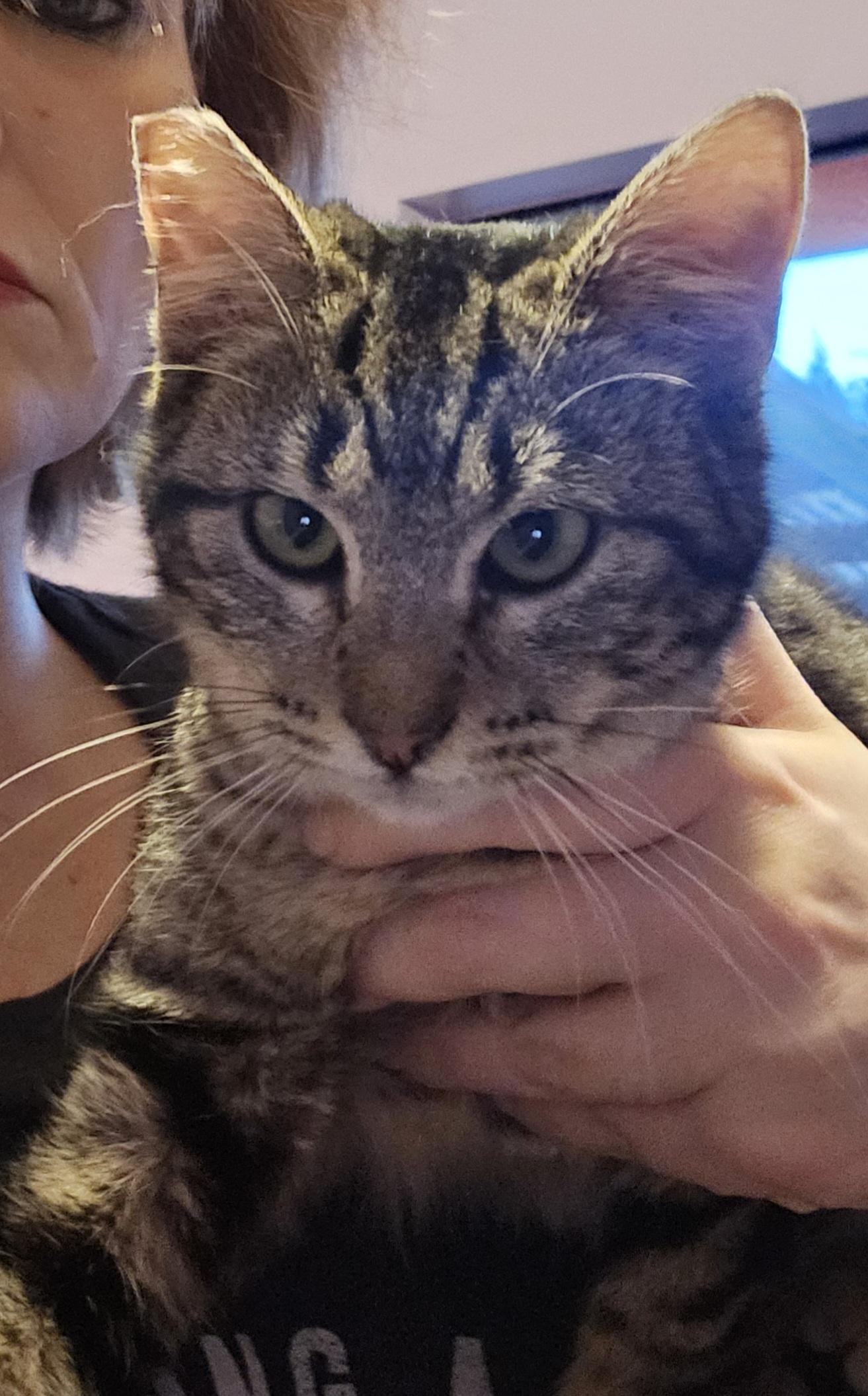 Enlarge Silly, an adoptable Domestic Short Hair in Everett, WA image 3/4