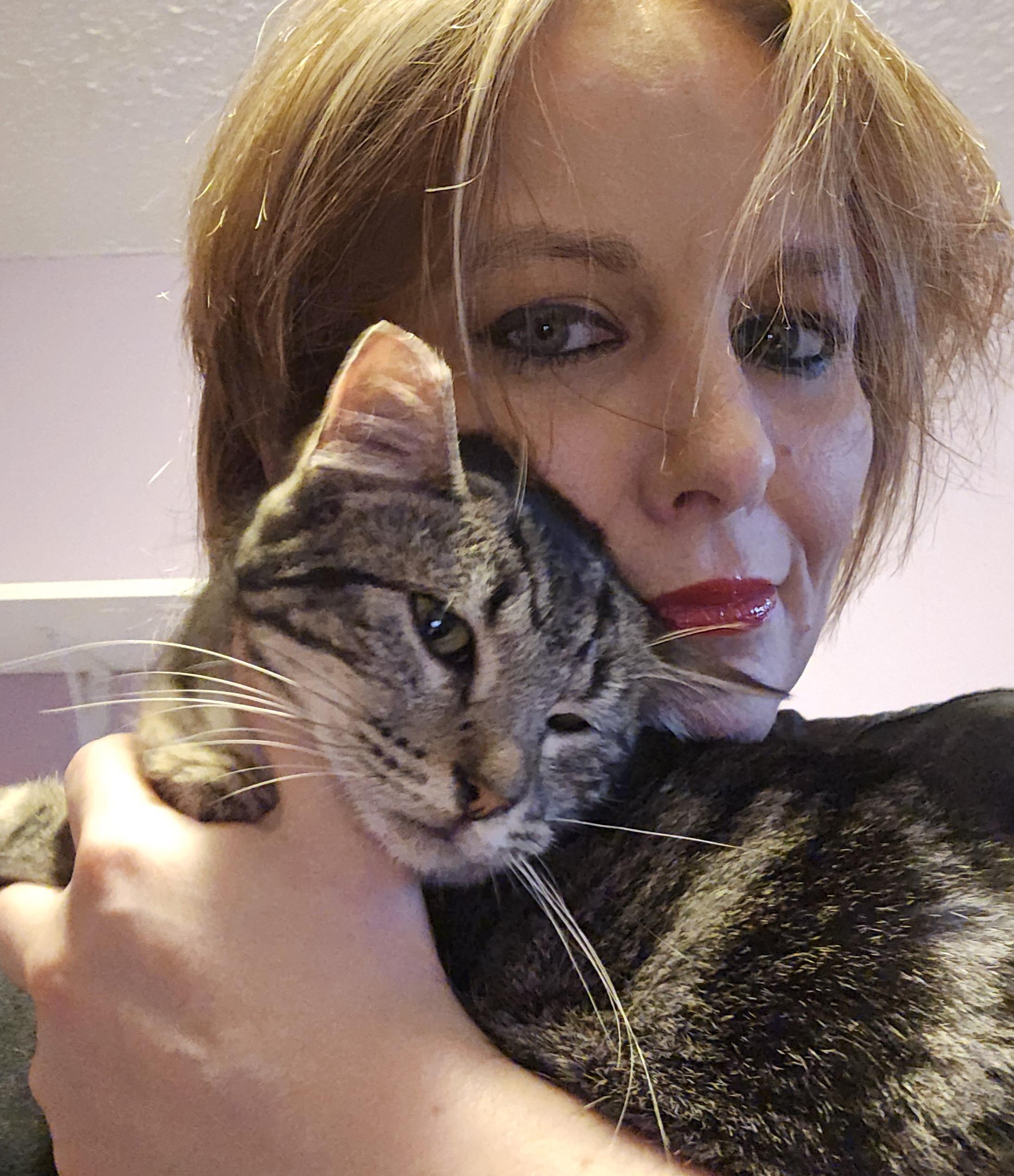 Enlarge Silly, an adoptable Domestic Short Hair in Everett, WA image 2/4