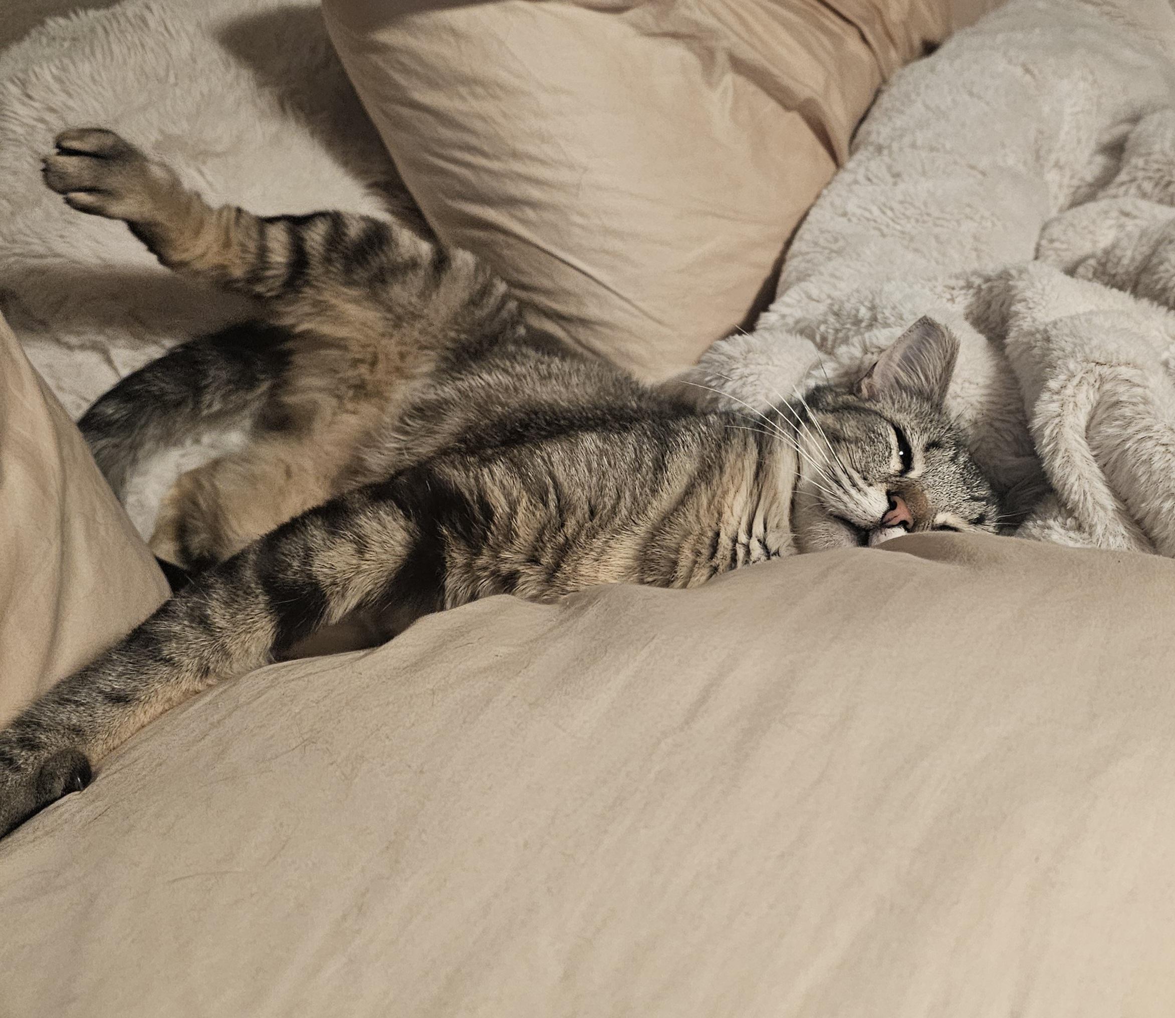 Enlarge Silly, an adoptable Domestic Short Hair in Everett, WA image 4/5