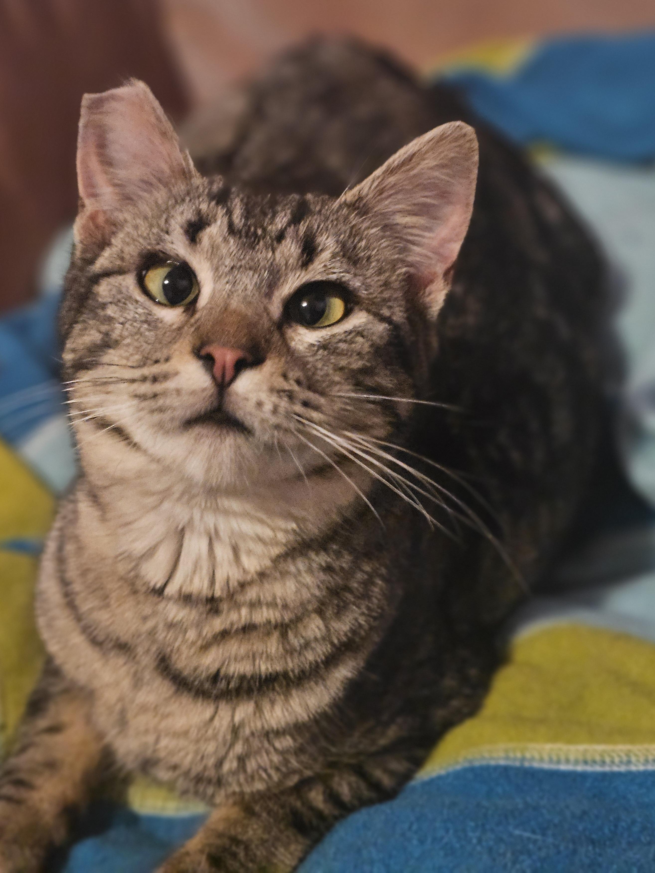 Enlarge Silly, an adoptable Domestic Short Hair in Everett, WA image 1/4