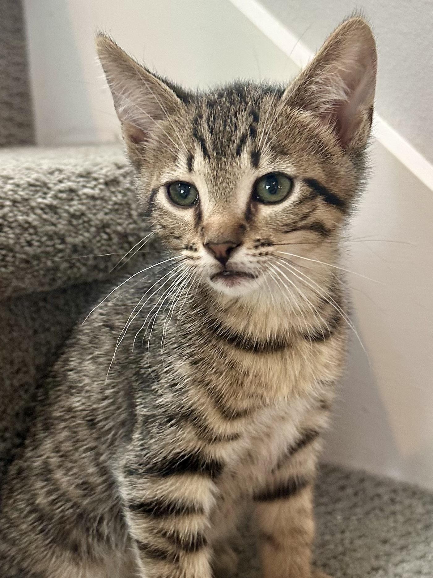 Enlarge Donut, a ADOPTABLE Domestic Short Hair in Milwaukee, WI image 2/5