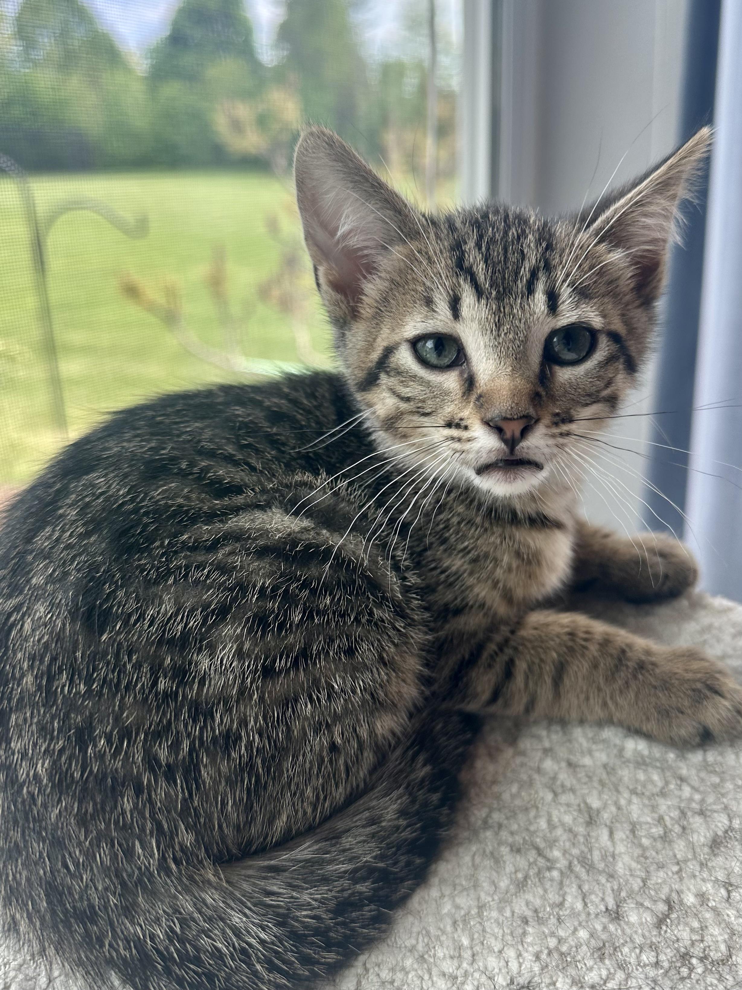 Enlarge Donut, a ADOPTABLE Domestic Short Hair in Milwaukee, WI image 5/5