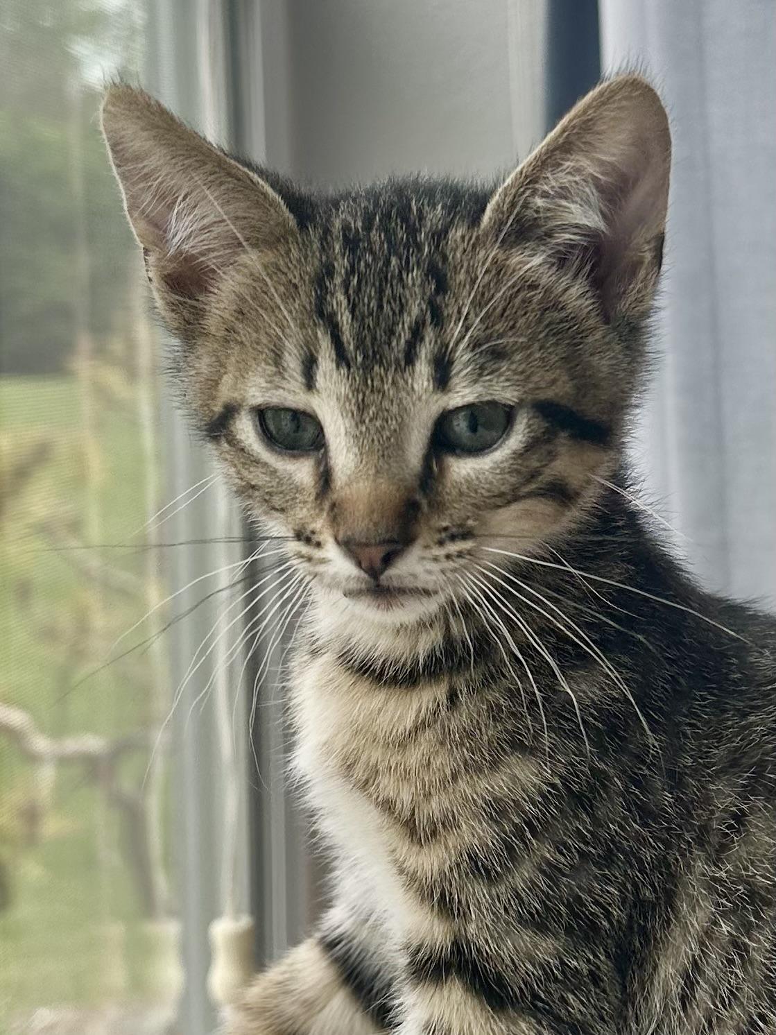 Enlarge Donut, a ADOPTABLE Domestic Short Hair in Milwaukee, WI image 4/5