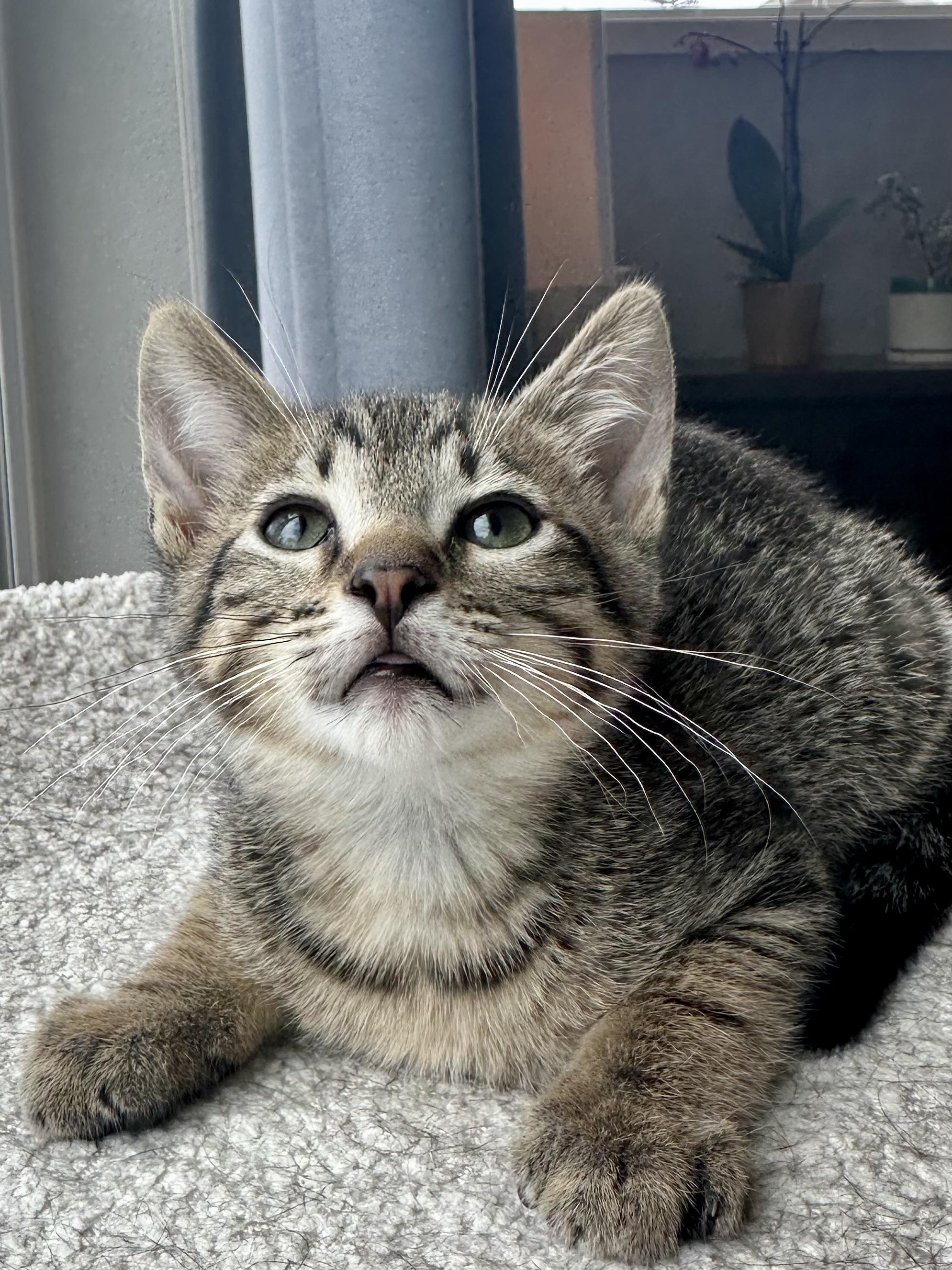 Enlarge Donut, a ADOPTABLE Domestic Short Hair in Milwaukee, WI image 3/5