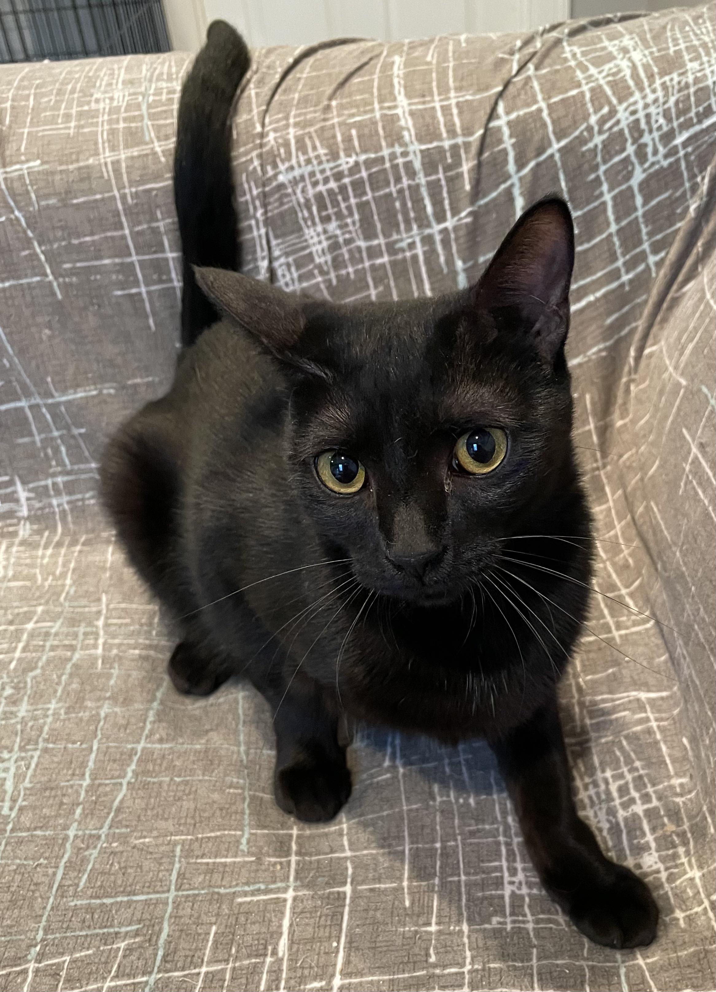 Blair-Portofino PetSmart