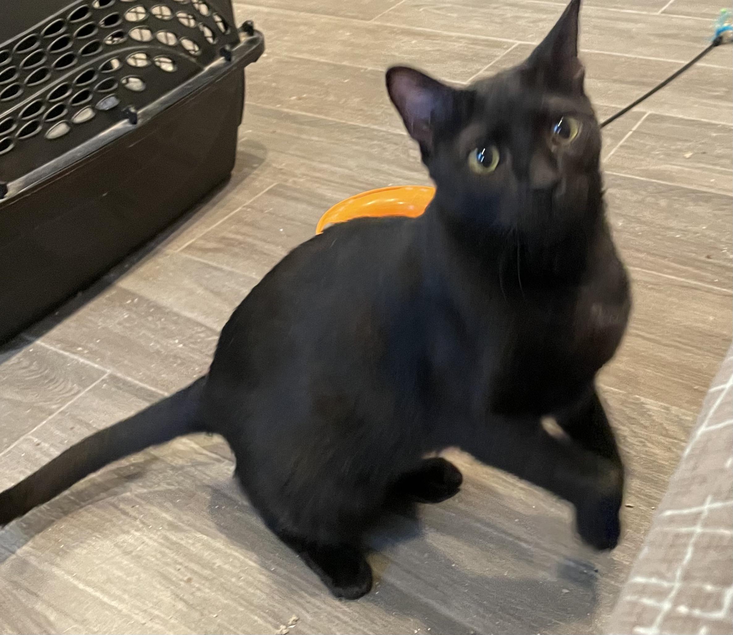 Blair-Portofino PetSmart