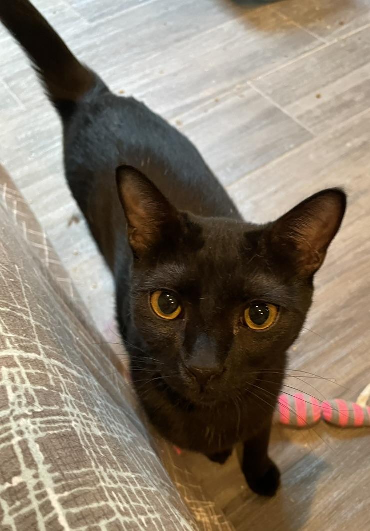 Blair-Portofino PetSmart