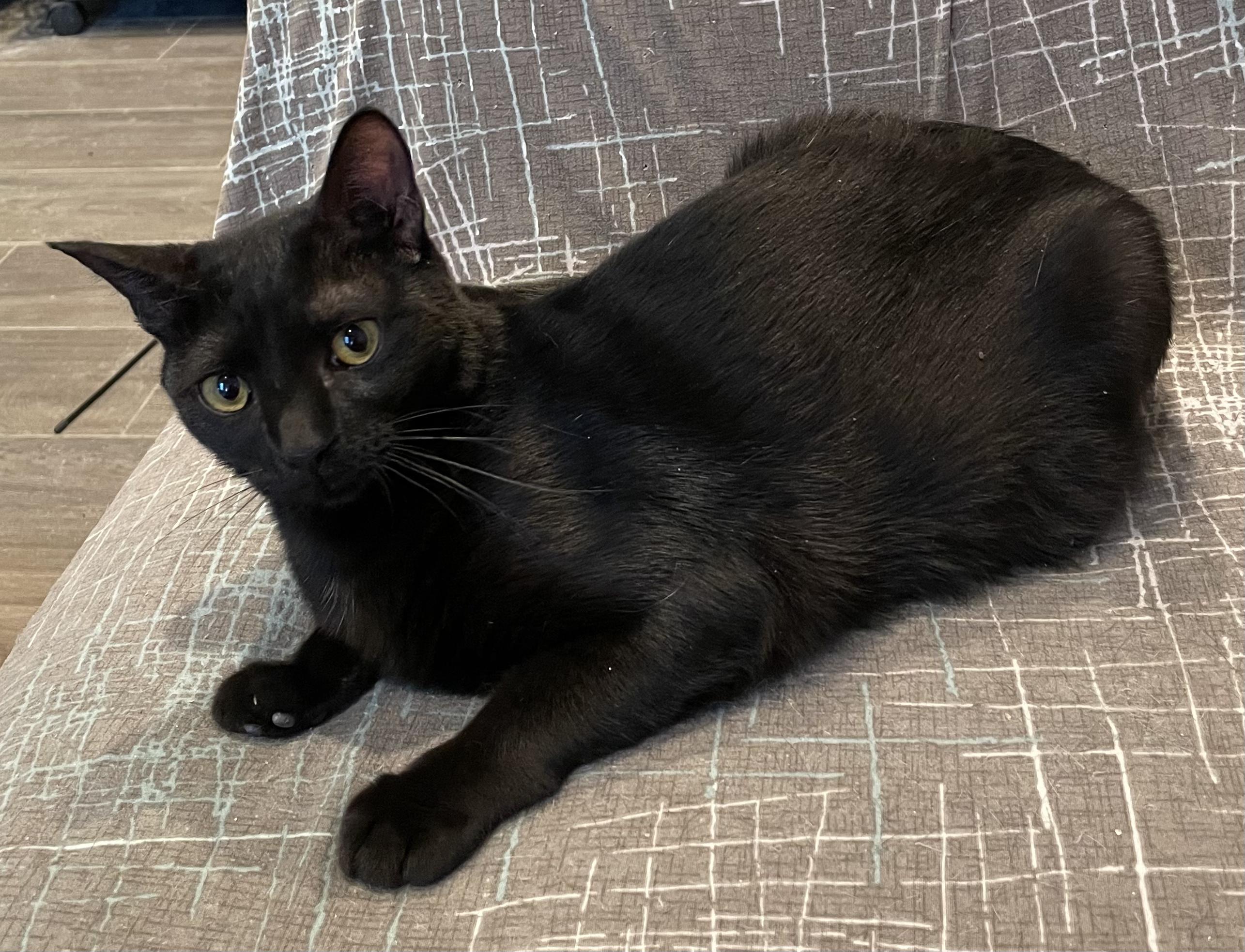 Blair-Portofino PetSmart