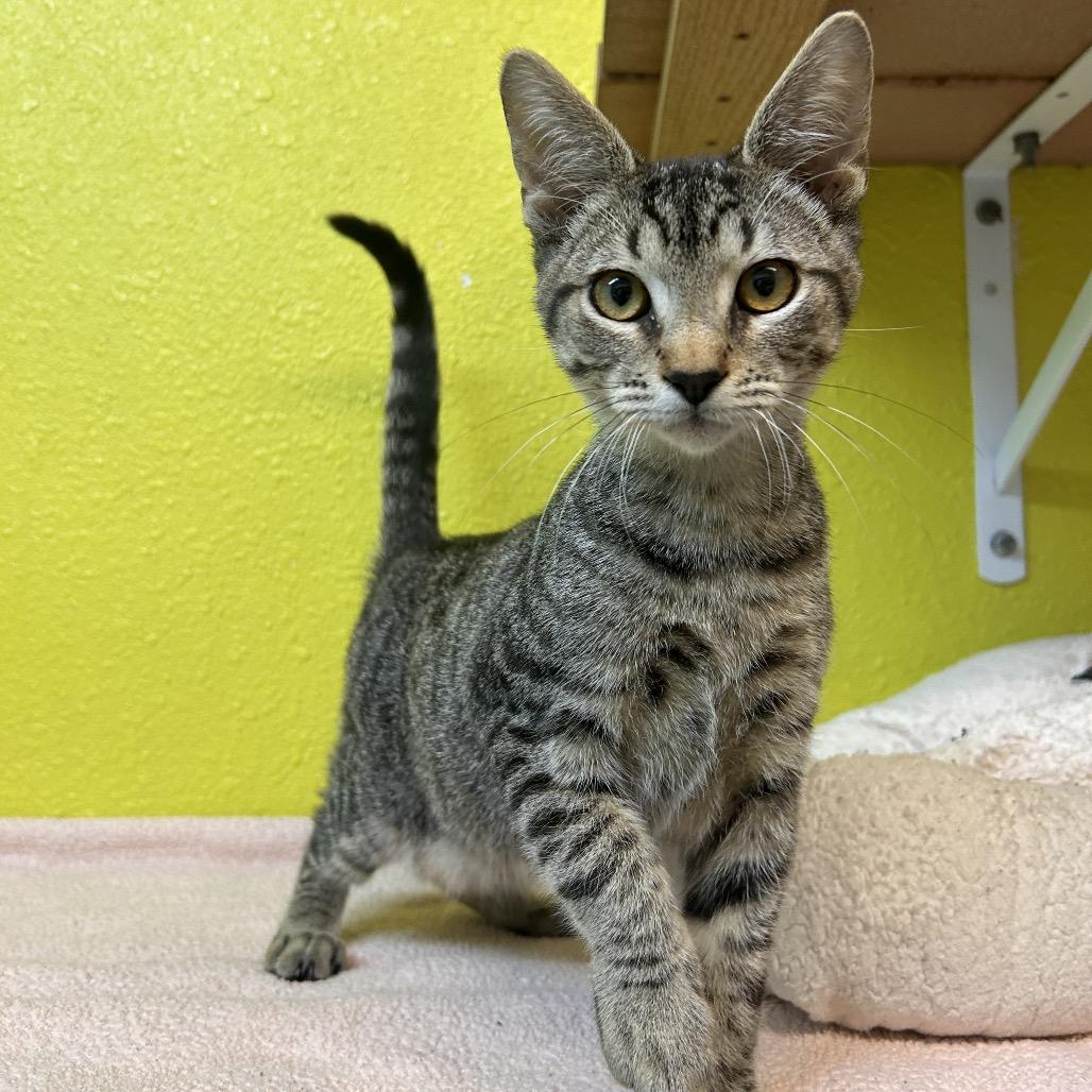 Sunday Roast, Adoptable, Kitten Male Domestic Short Hair.