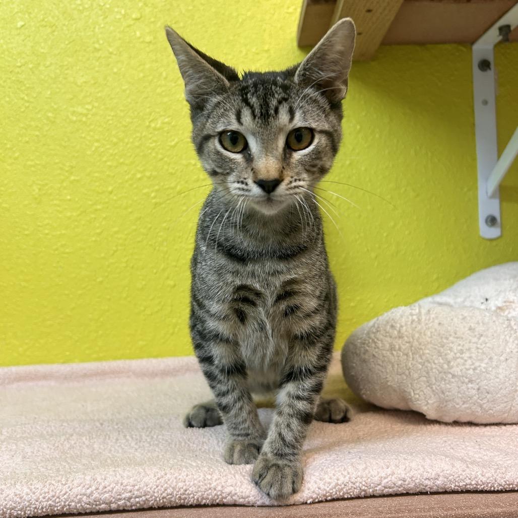 Enlarge Sunday Roast, a Adoptable Domestic Short Hair in Fresno, CA image 2/4