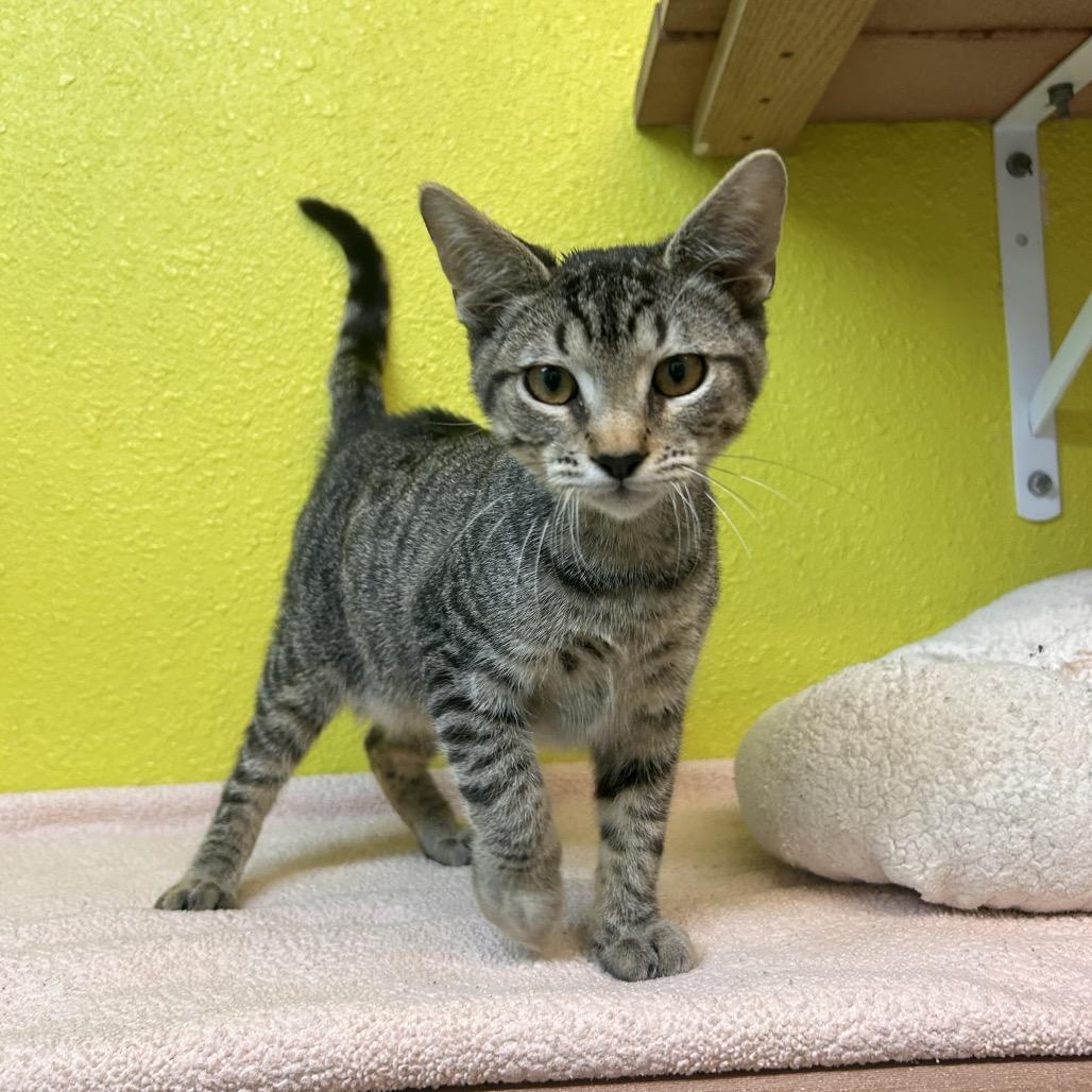 Enlarge Sunday Roast, a Adoptable Domestic Short Hair in Fresno, CA image 3/4
