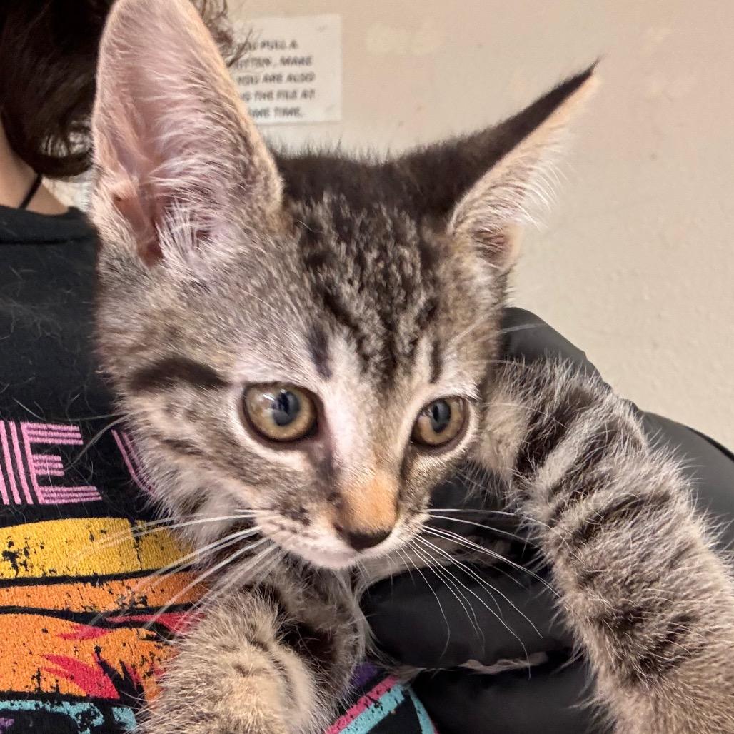 Enlarge Sunday Roast, a Adoptable Domestic Short Hair in Fresno, CA image 4/4