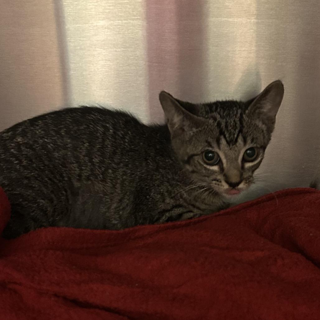 Enlarge Ricki, a Adoptable Domestic Short Hair in Pensacola, FL image 1/1