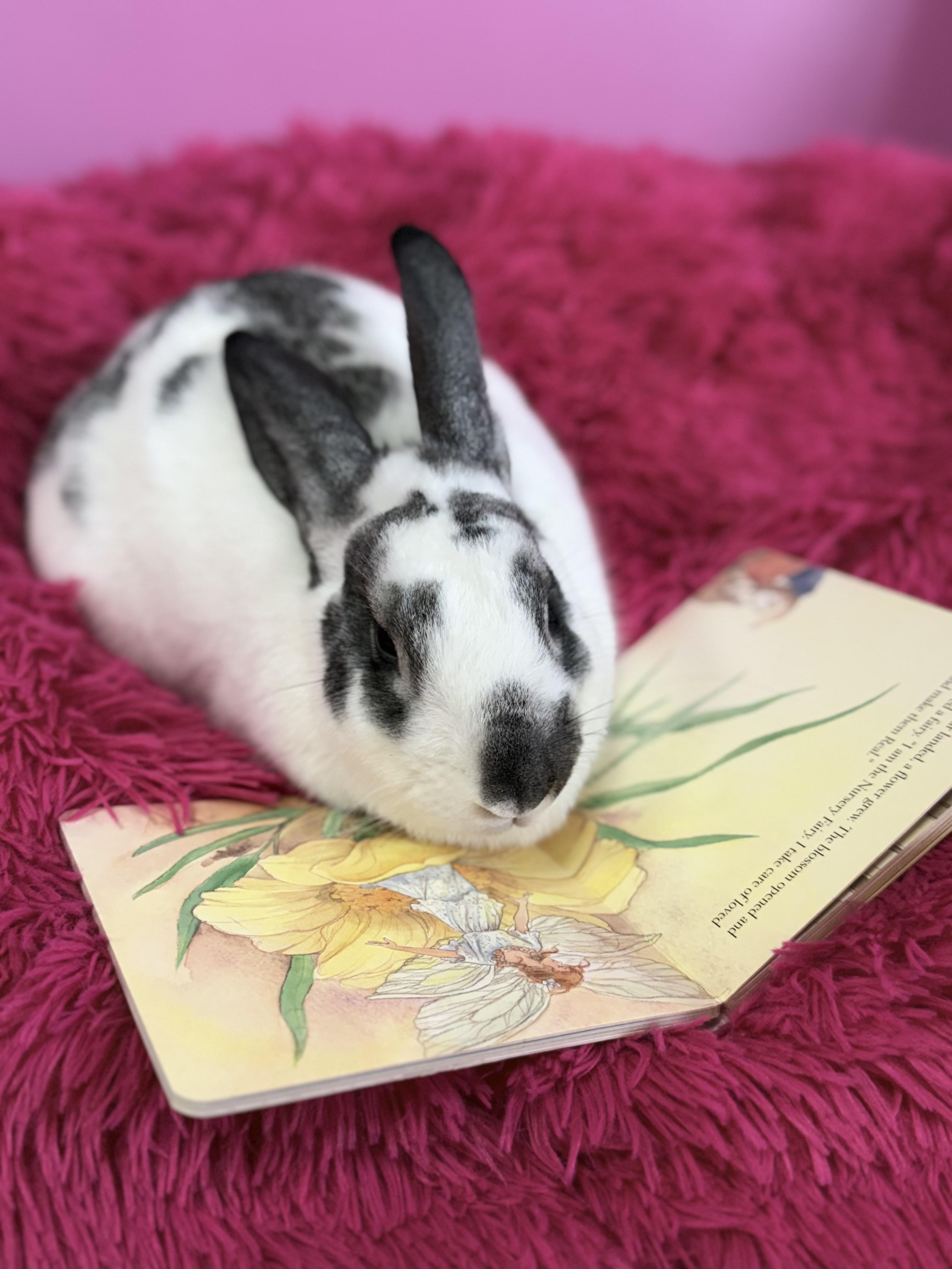 Enlarge Titan , a ADOPTABLE New Zealand in St. Charles, MO image 2/6