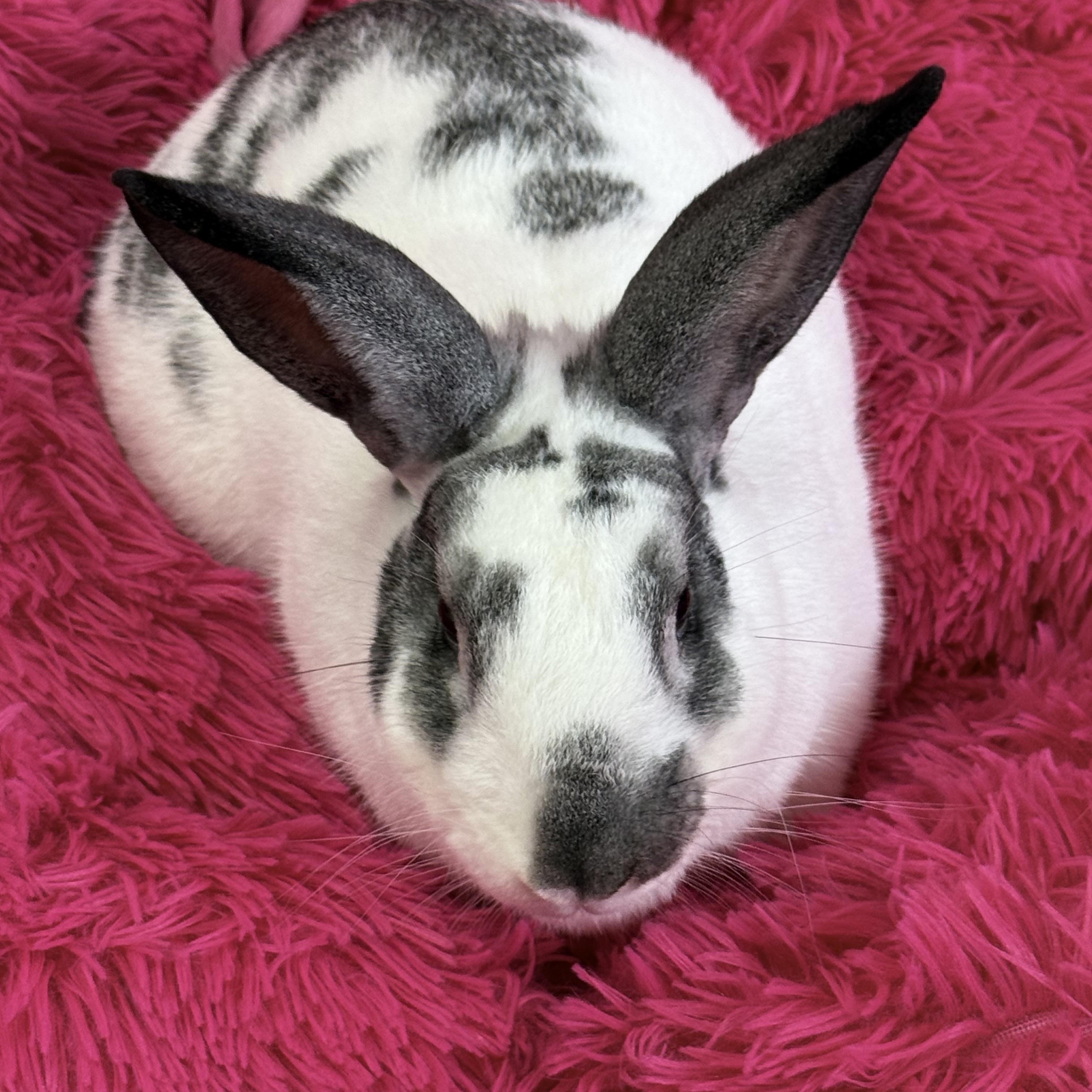 Enlarge Titan , a ADOPTABLE New Zealand in St. Charles, MO image 5/6