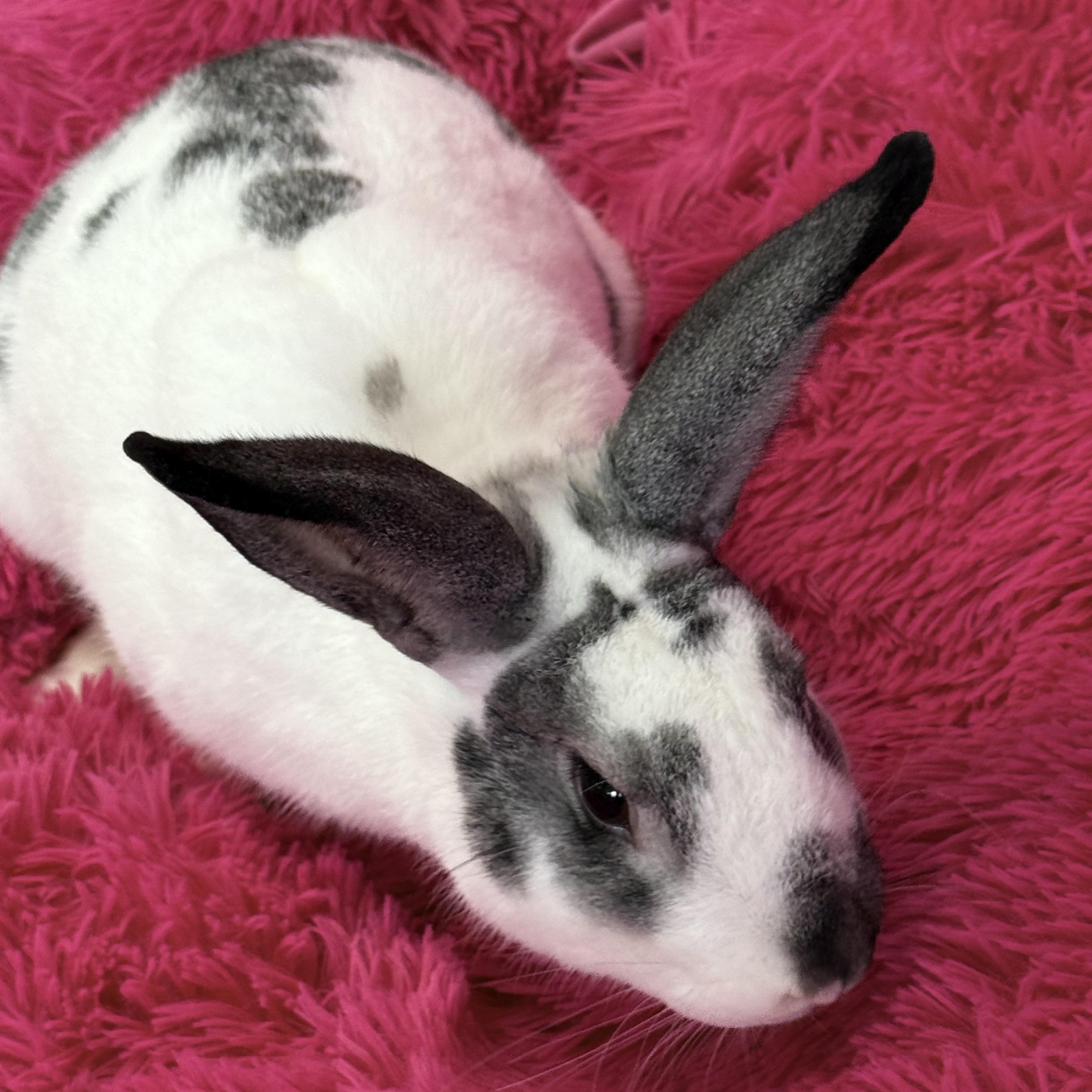 Enlarge Titan , a ADOPTABLE New Zealand in St. Charles, MO image 3/6