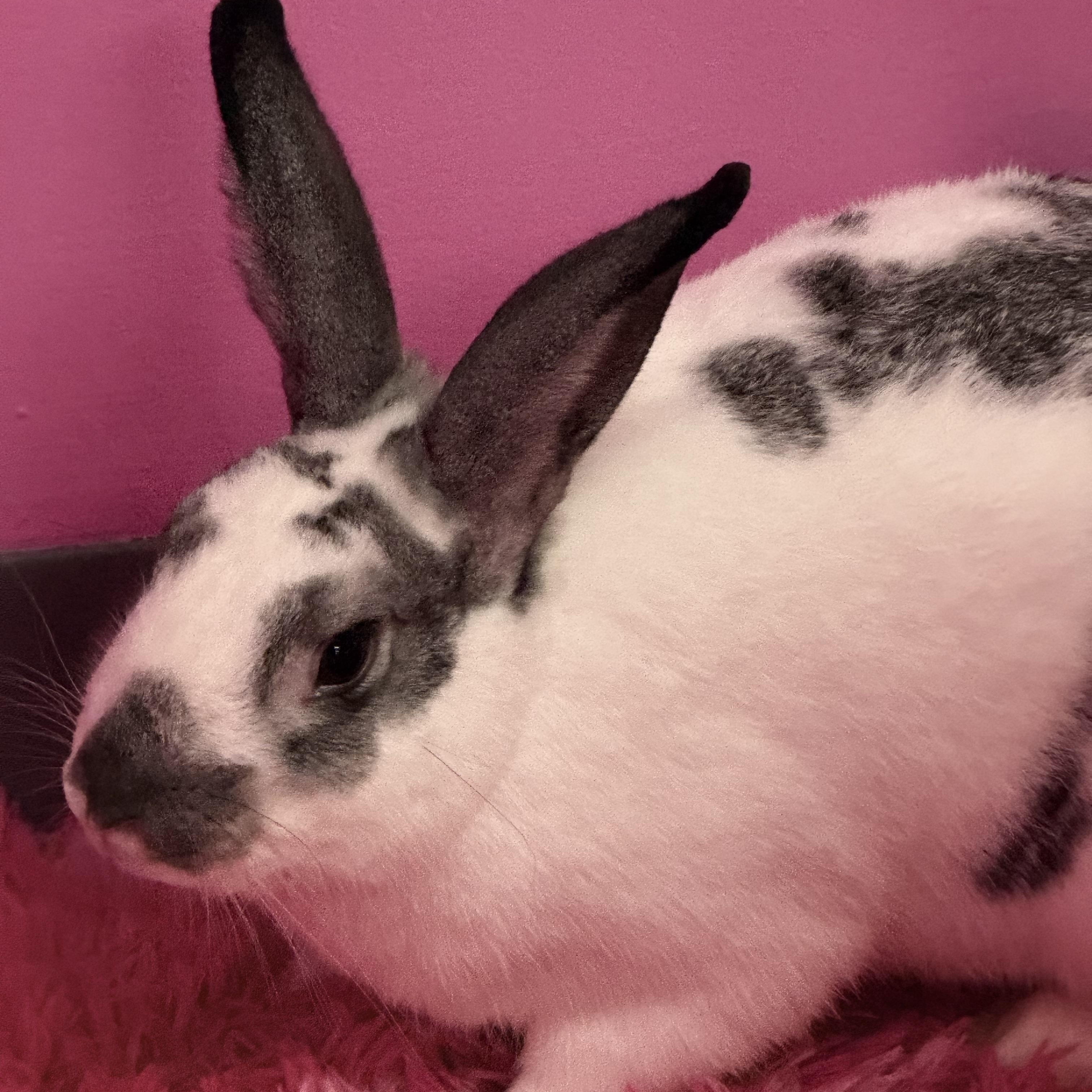 Enlarge Titan , a ADOPTABLE New Zealand in St. Charles, MO image 6/6