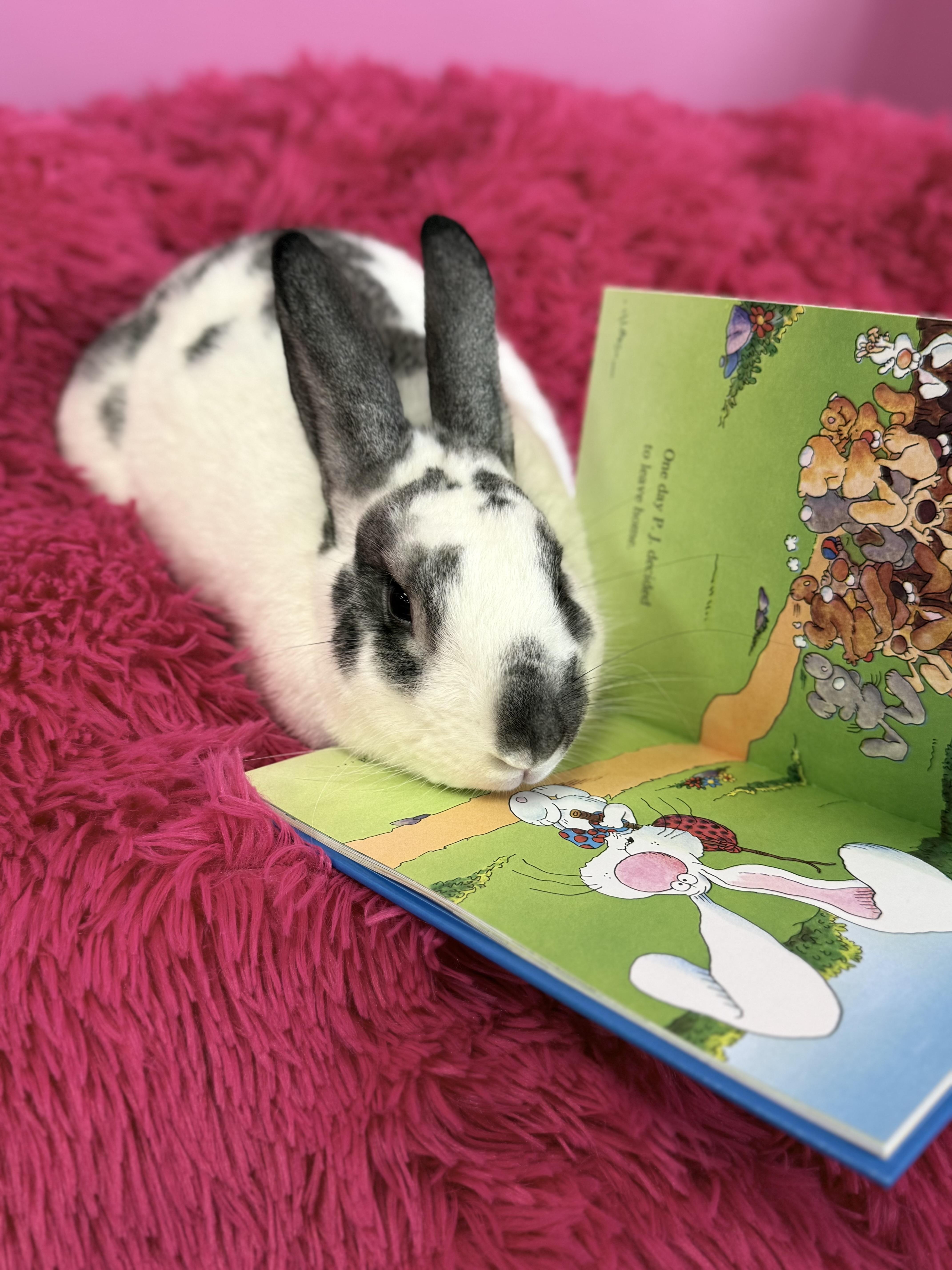 Enlarge Titan , a ADOPTABLE New Zealand in St. Charles, MO image 1/6