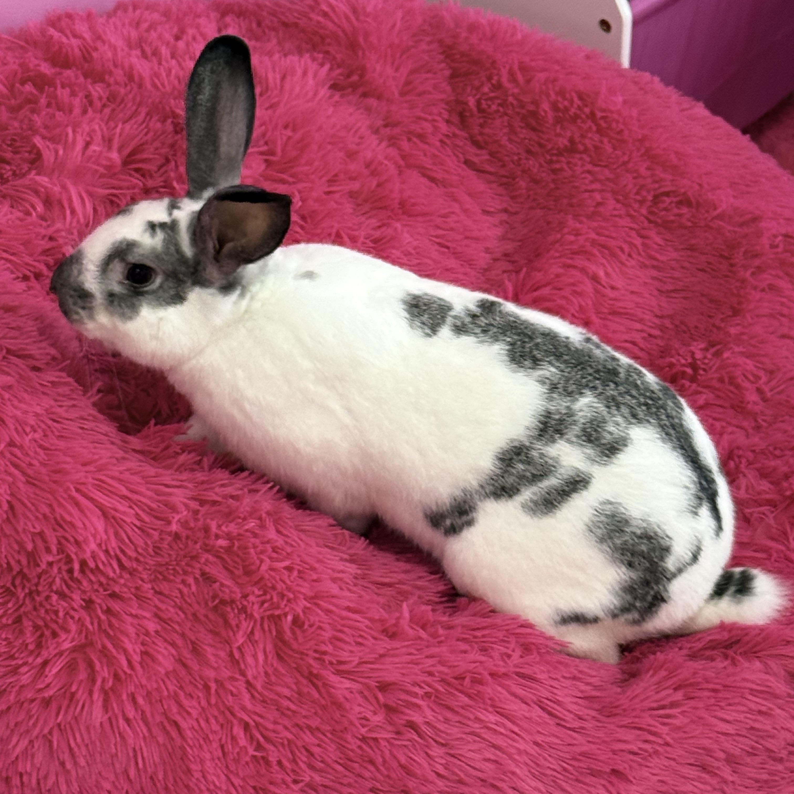 Enlarge Titan , a ADOPTABLE New Zealand in St. Charles, MO image 4/6