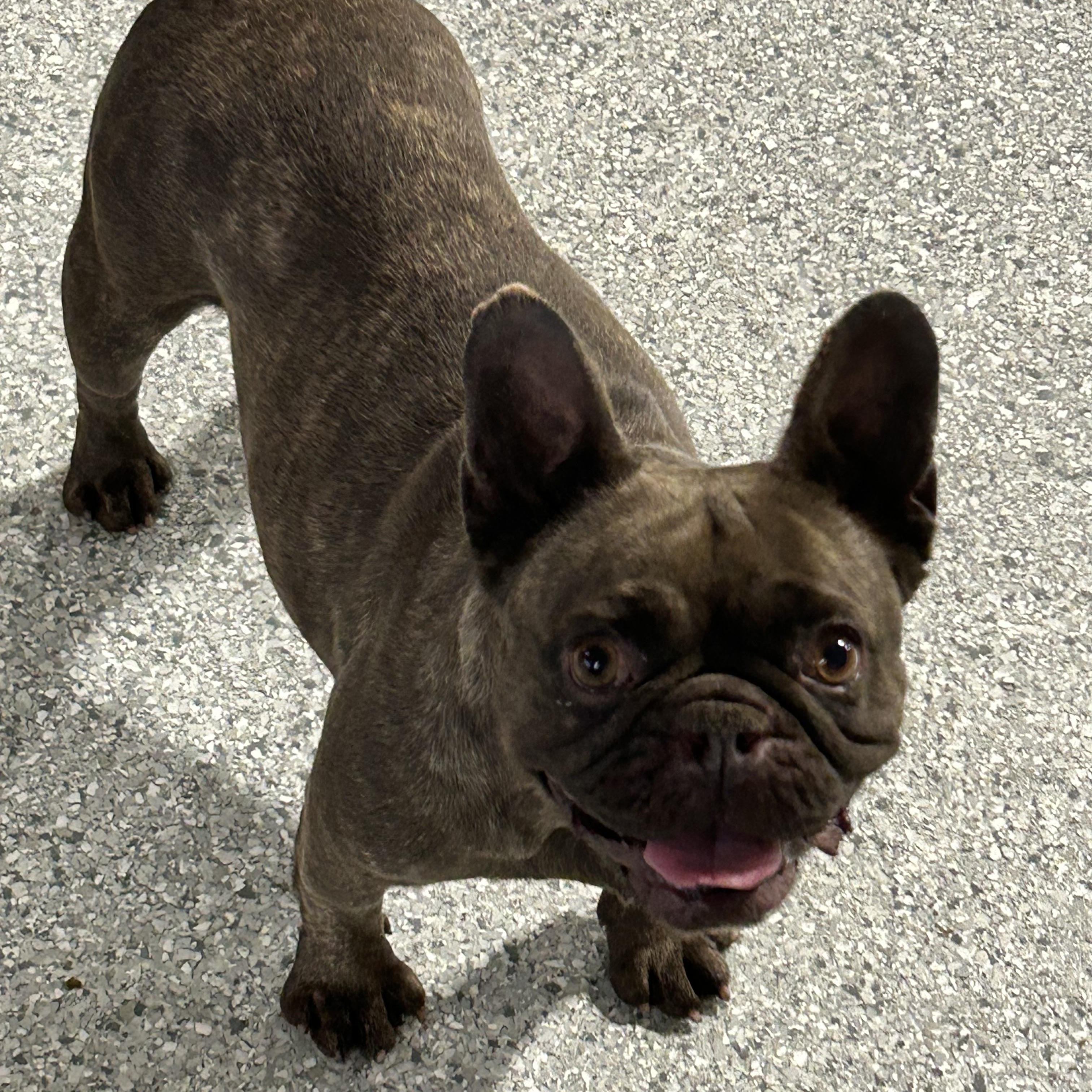 Faye 24 lbs, Adoptable, Adult Female French Bulldog.