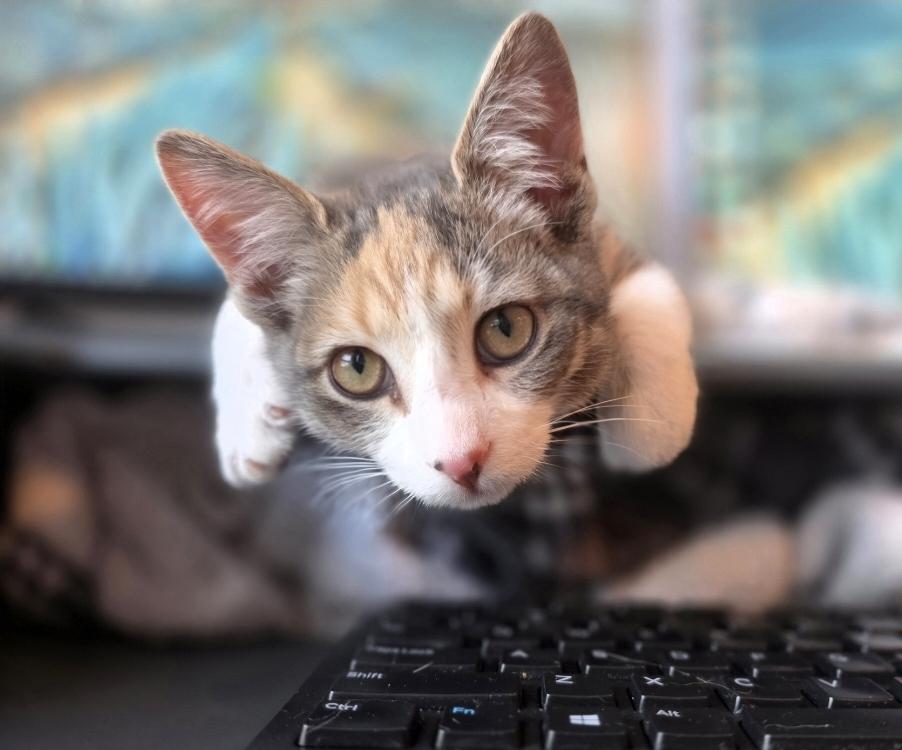 Enlarge Tinsel, an adopted Domestic Short Hair in Wilmington, NC image 1/6