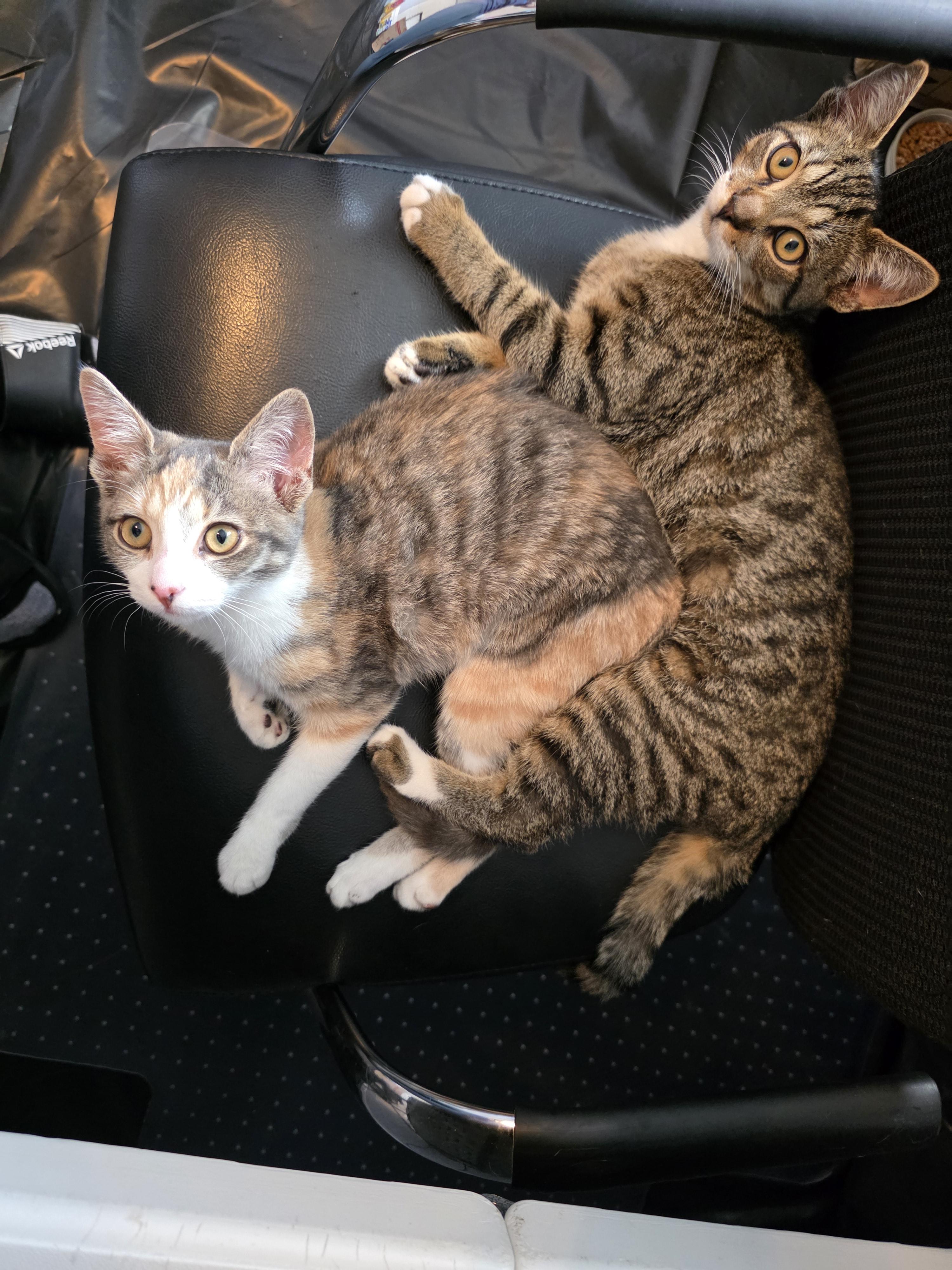 Enlarge Tinsel, an adopted Domestic Short Hair in Wilmington, NC image 5/6