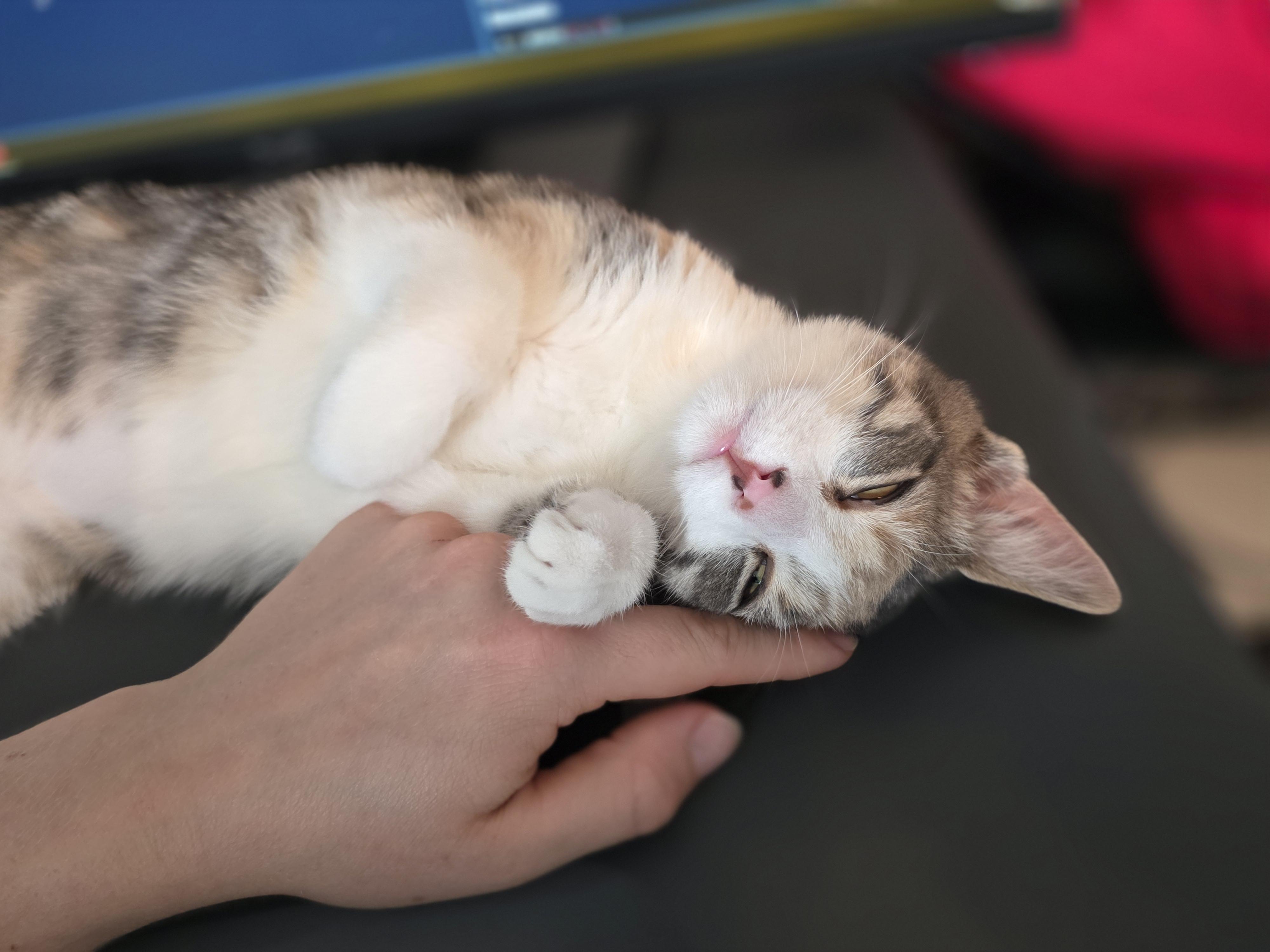 Enlarge Tinsel, an adopted Domestic Short Hair in Wilmington, NC image 4/6