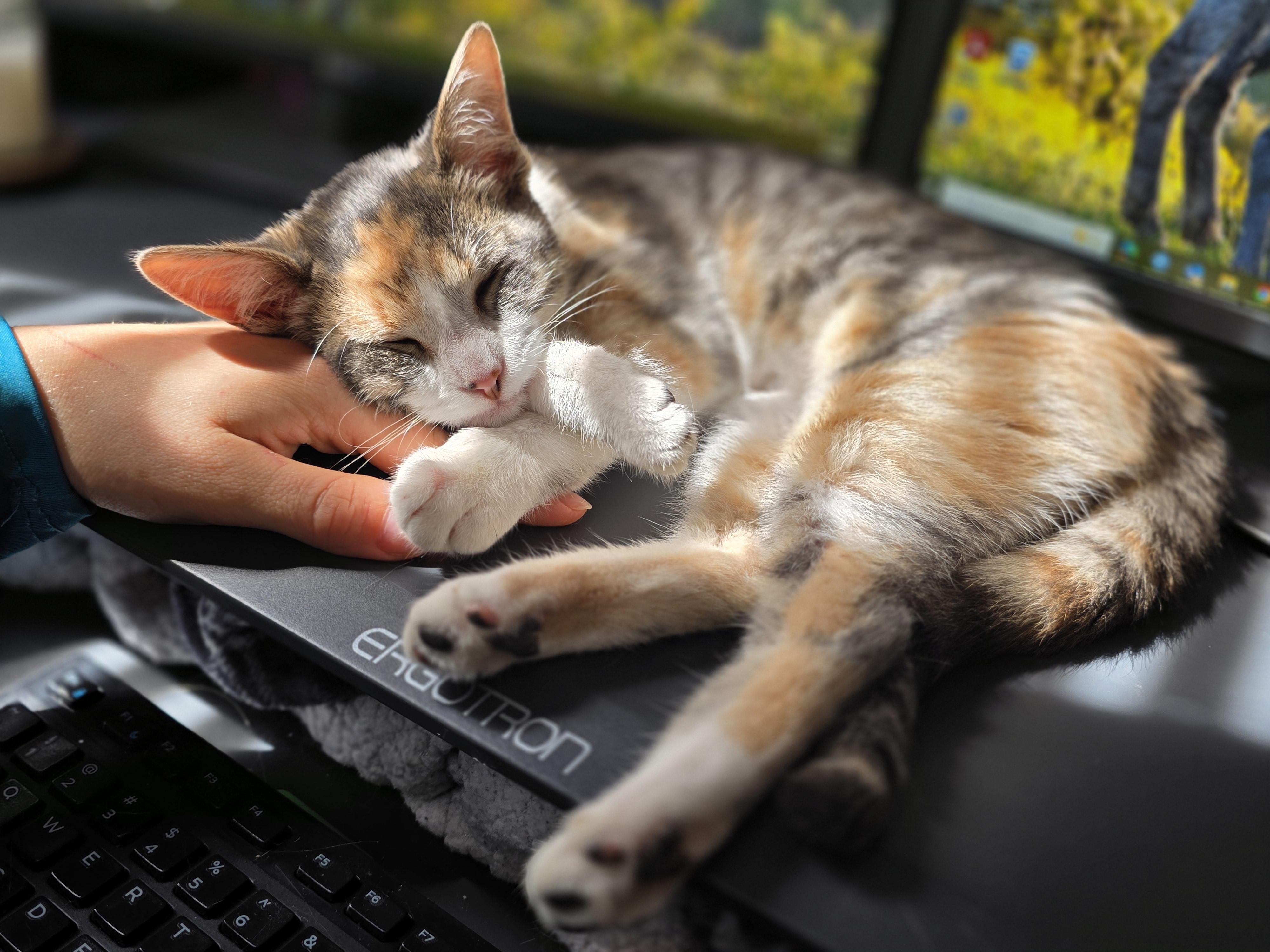 Enlarge Tinsel, an adopted Domestic Short Hair in Wilmington, NC image 2/6