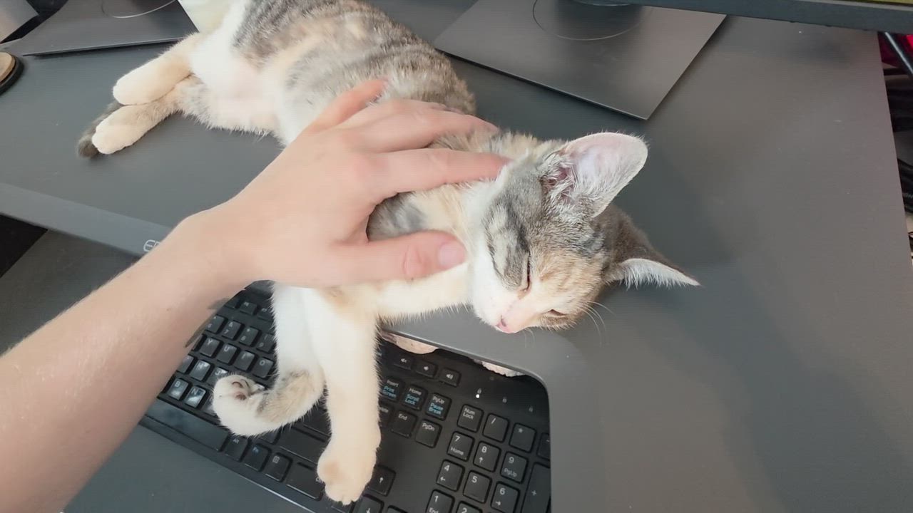 Enlarge Tinsel, an adopted Domestic Short Hair in Wilmington, NC video 3/6