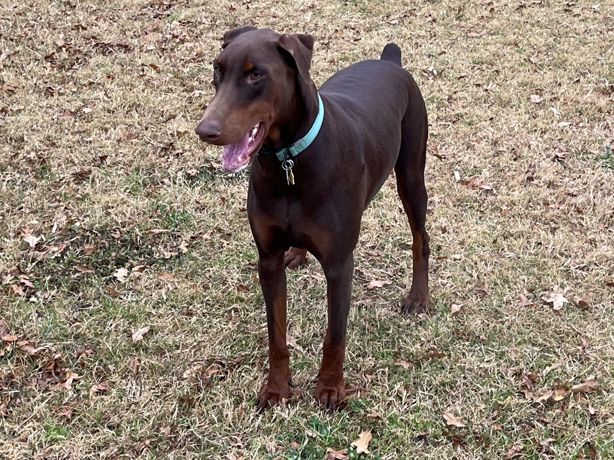 Enlarge Chip, a ADOPTABLE Doberman Pinscher in Benbrook, TX image 3/3