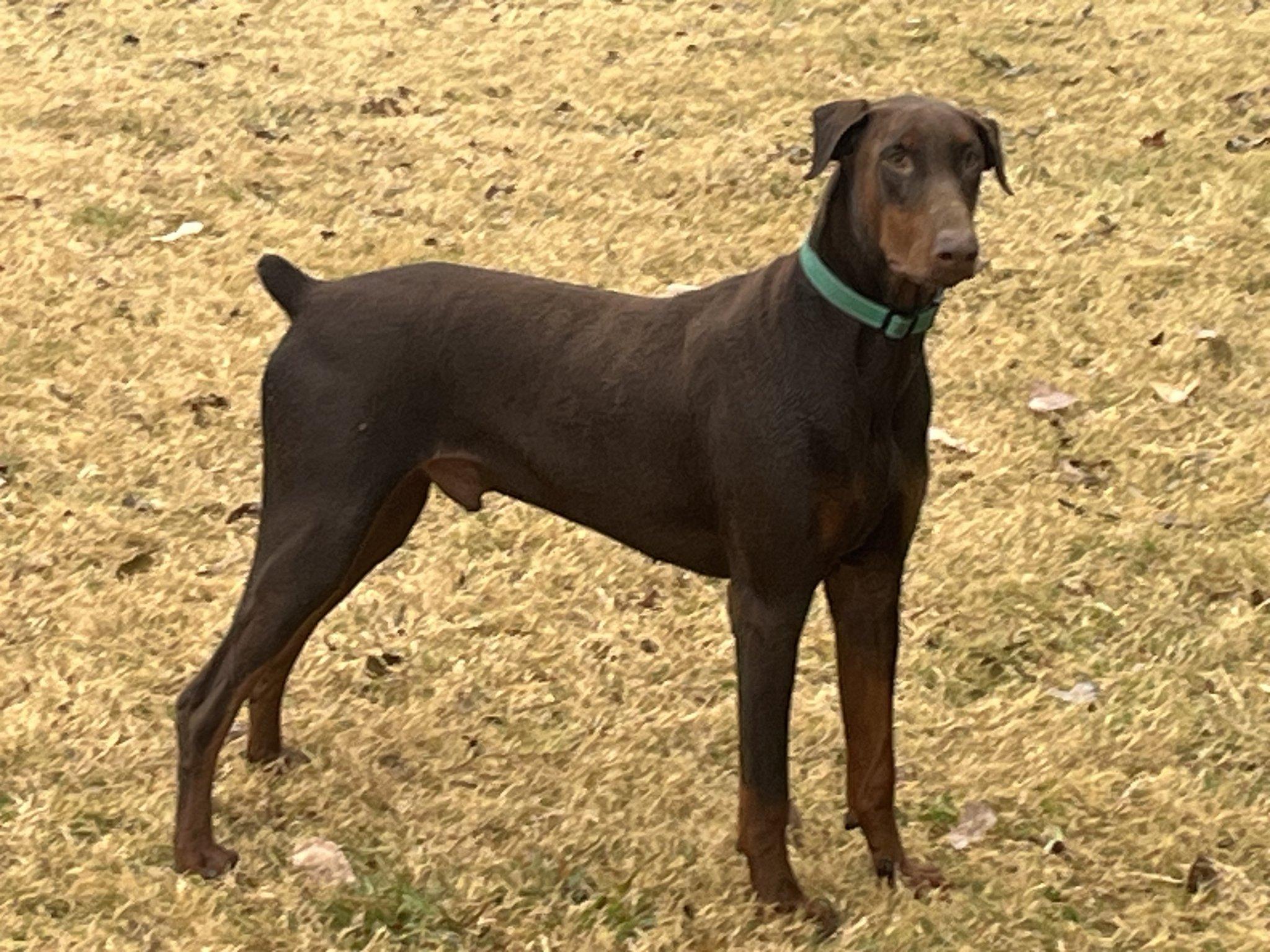 Enlarge Chip, a ADOPTABLE Doberman Pinscher in Benbrook, TX image 2/3