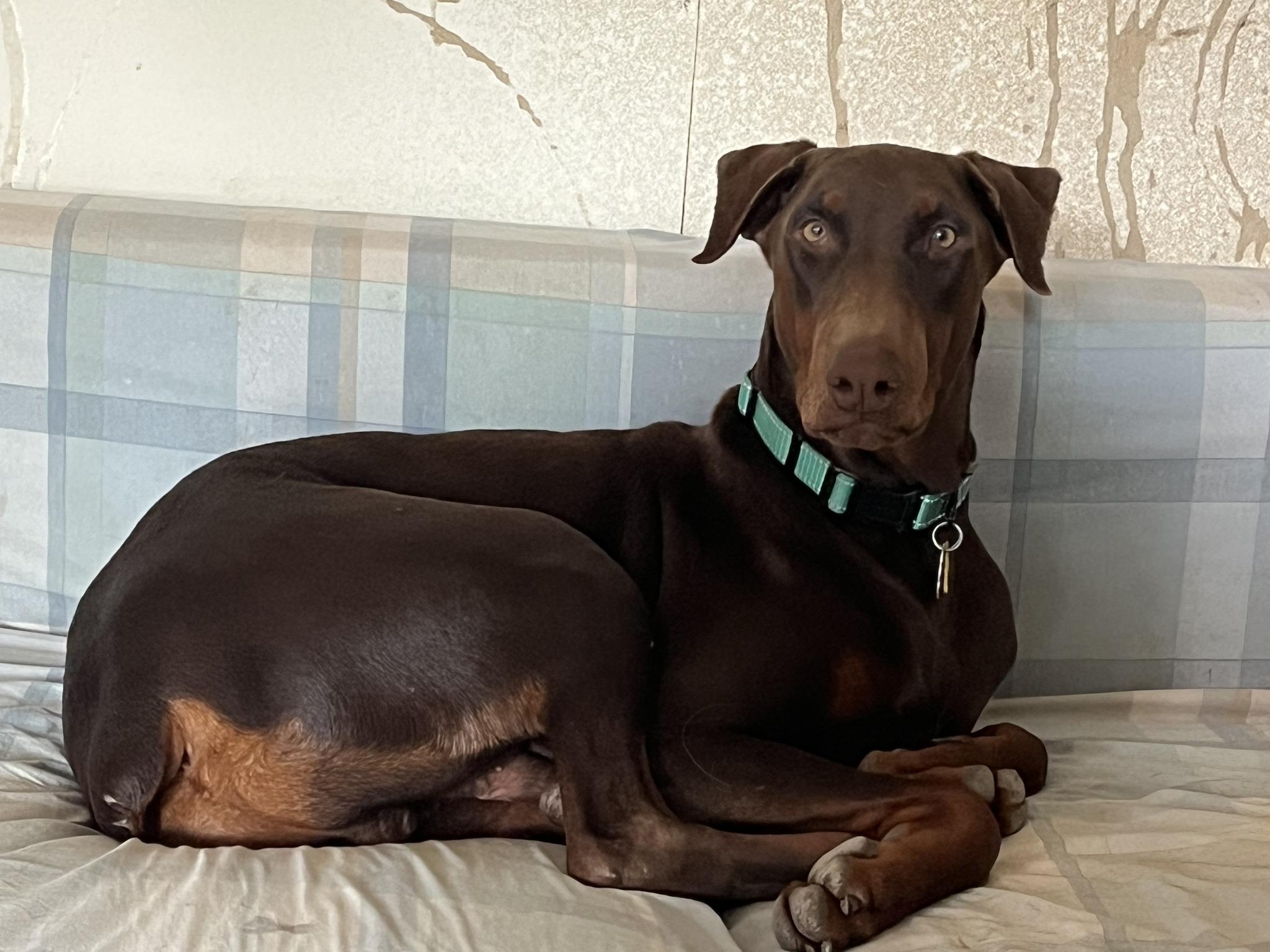Chip, ADOPTABLE, Young Male Doberman Pinscher.