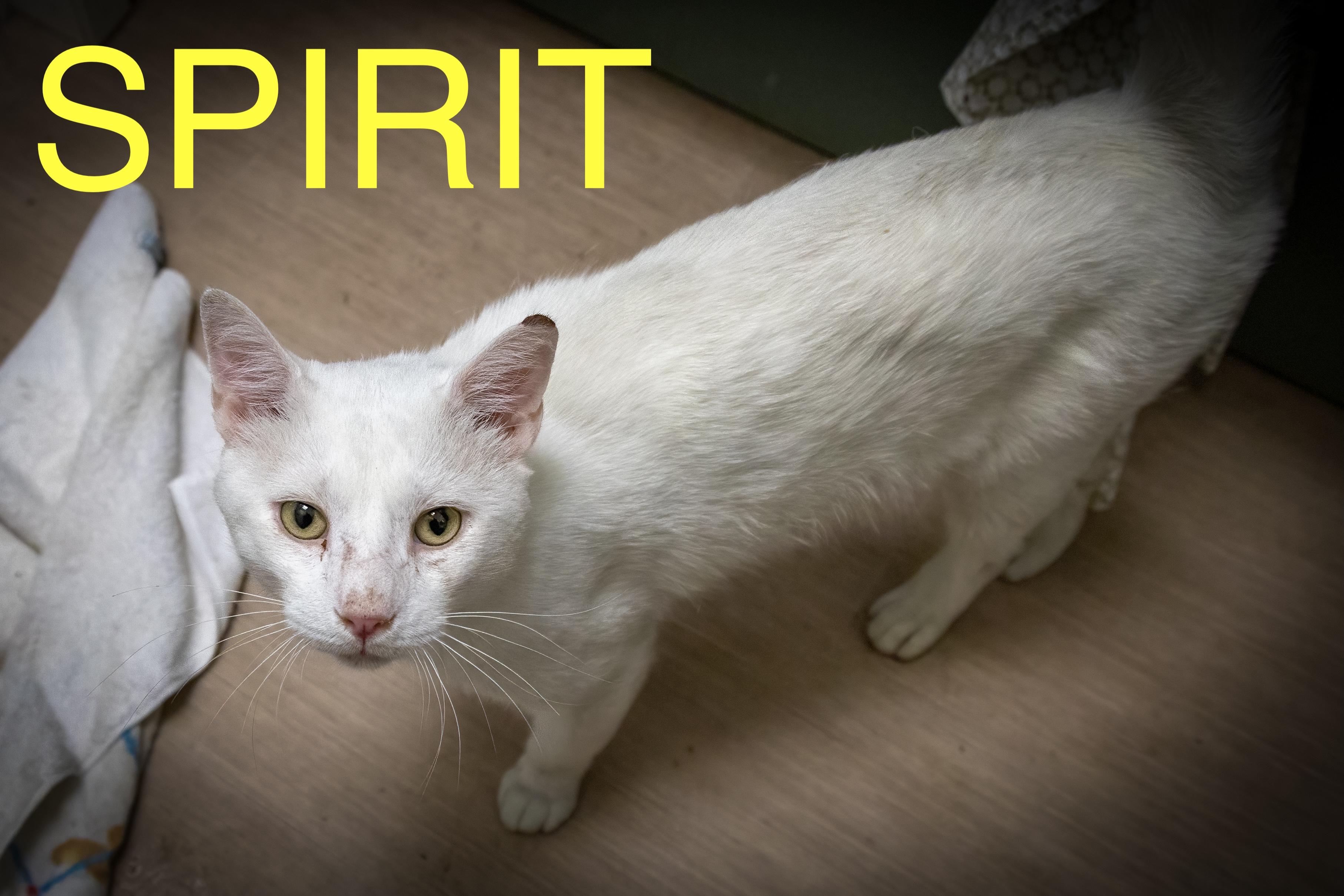 Spirit (FCID# 06/23/2025 - 15 Trainer)