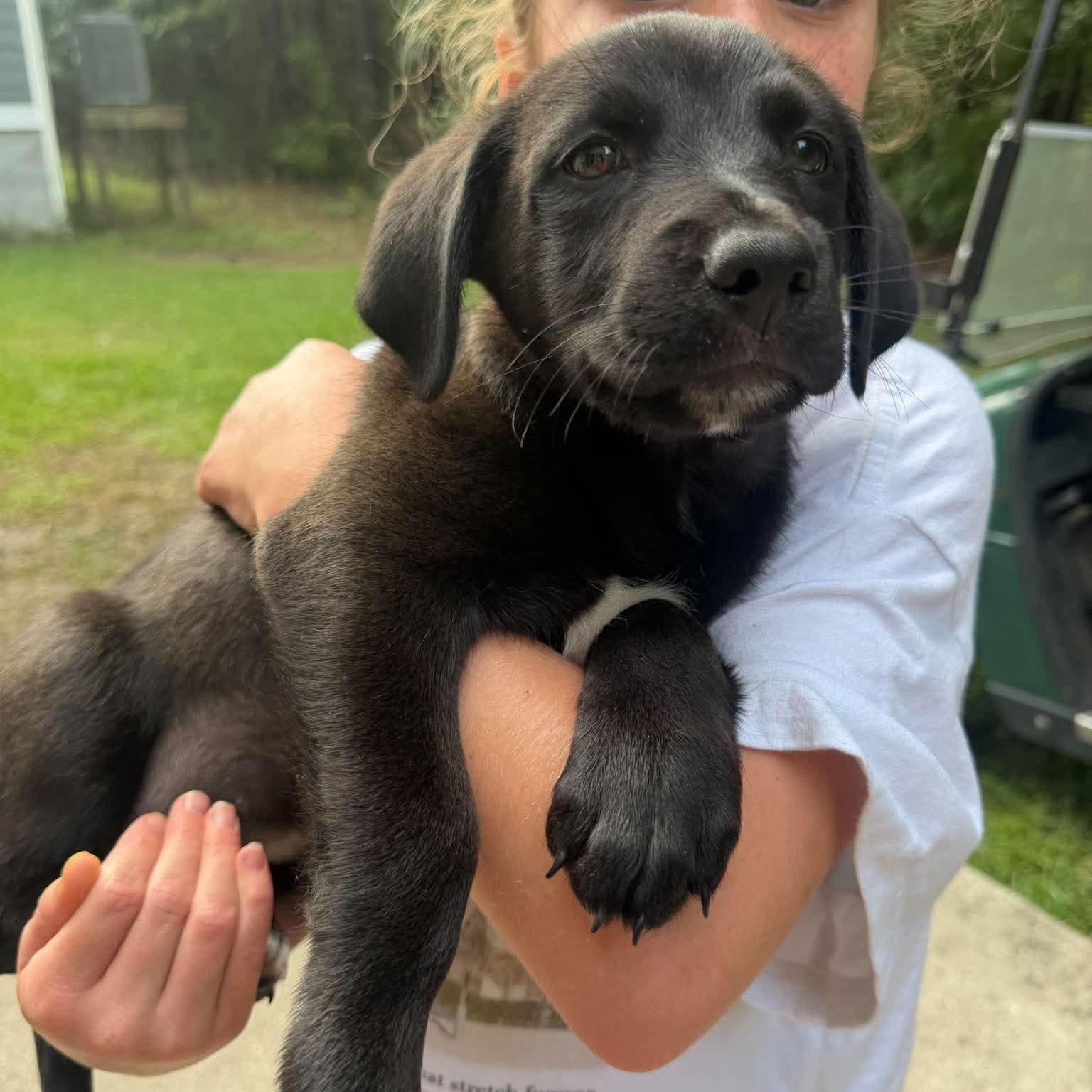 Rumi, Adoptable, Puppy Female Labrador Retriever.