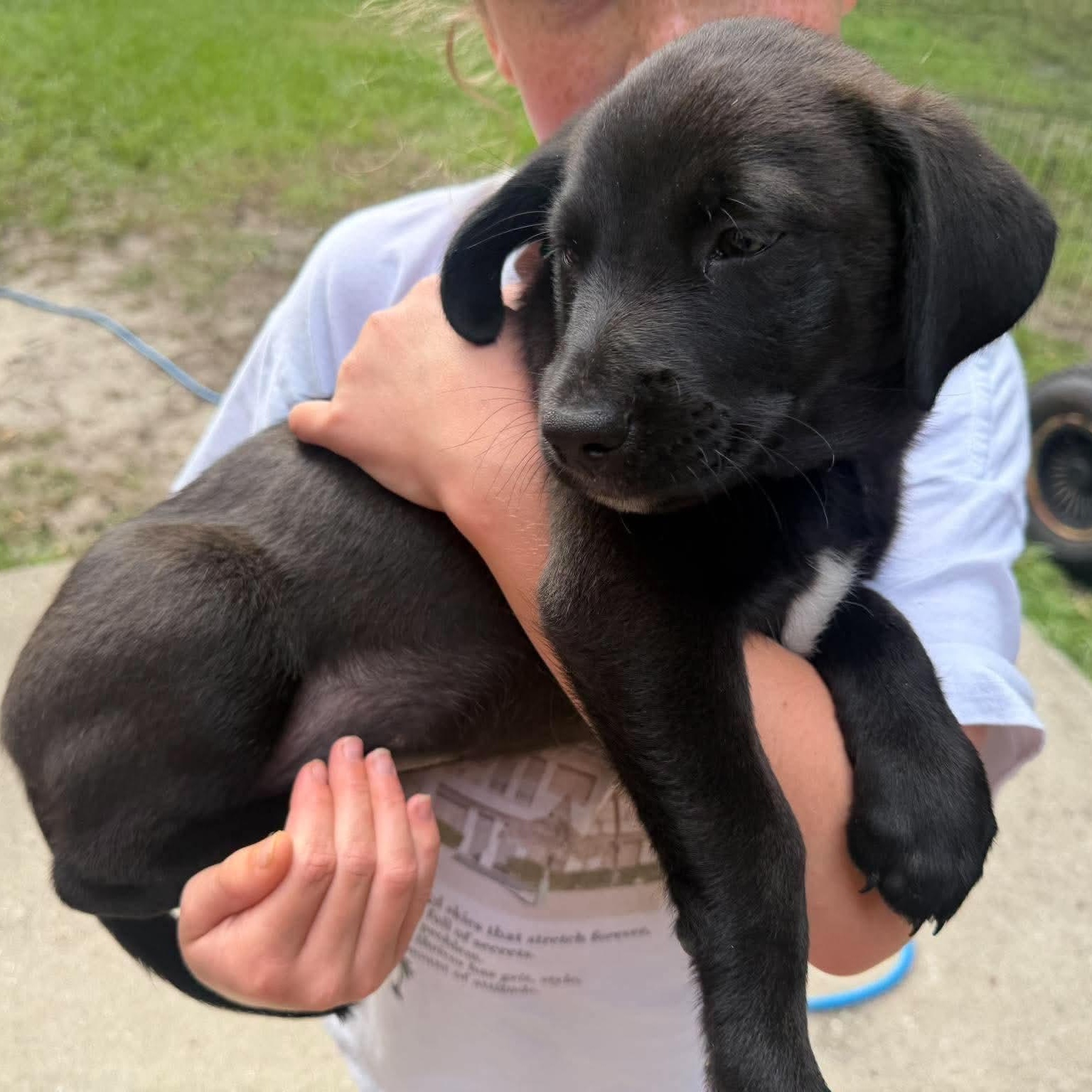 Enlarge Rumi, a Adoptable mixed breed in Wando, SC image 2/2