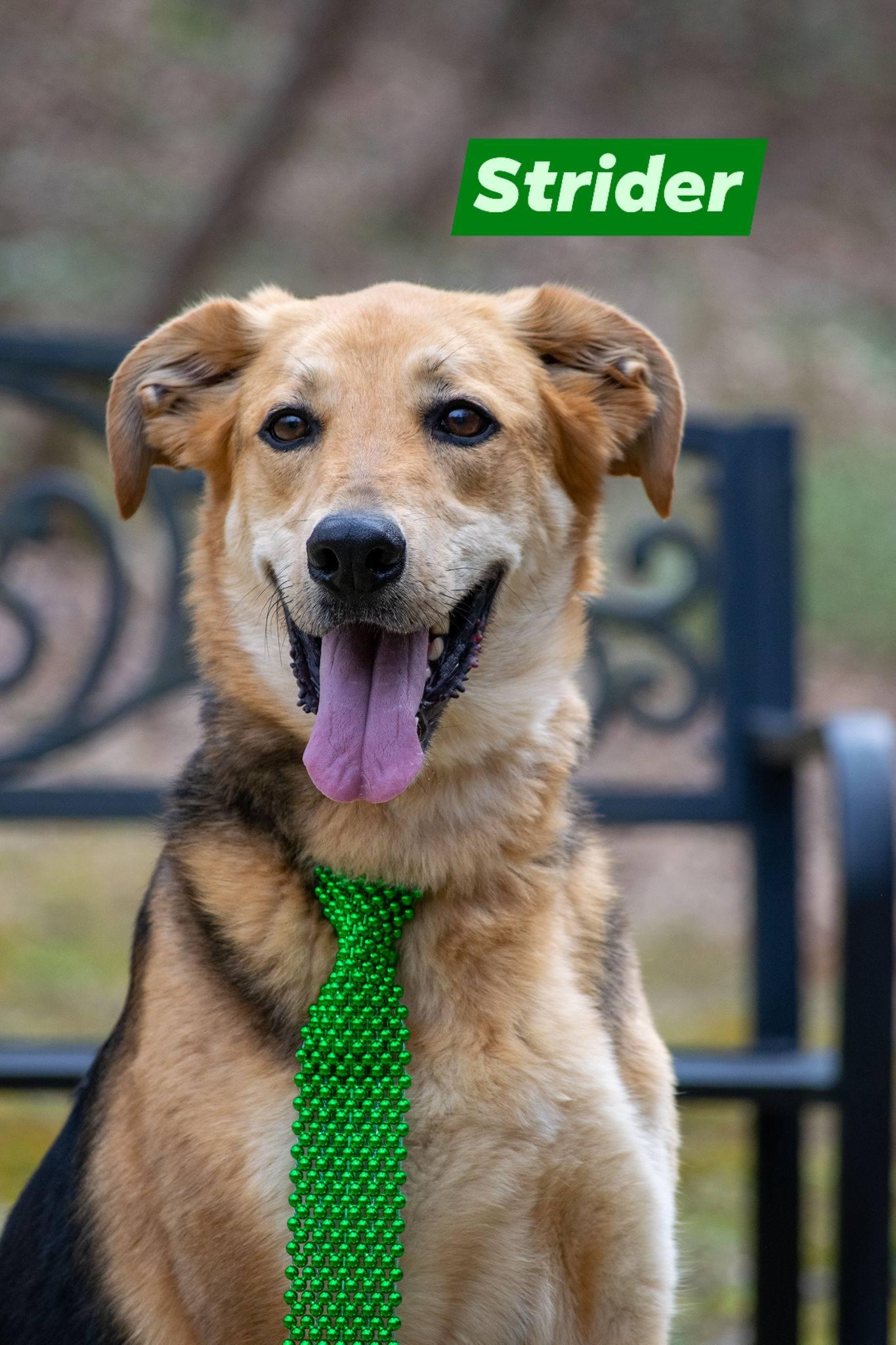 Strider, adoptable, Adult Male German Shepherd Dog & Doberman Pinscher.