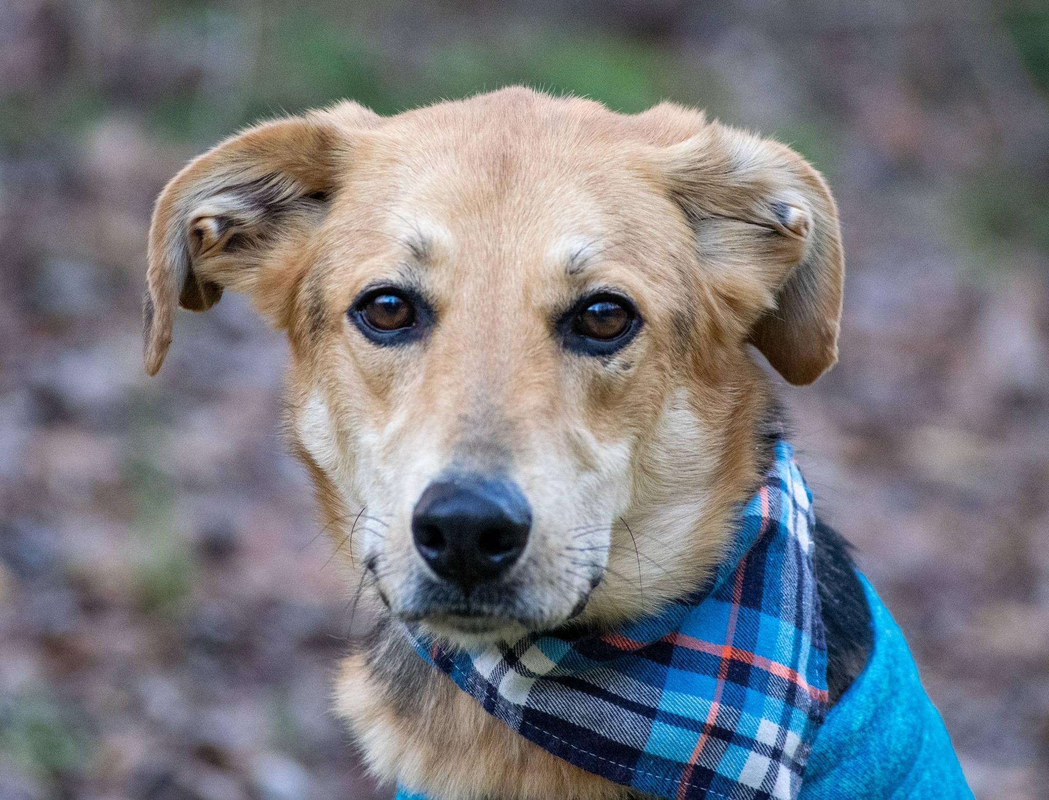 Enlarge STRIDER, an adoptable mixed breed in Sevierville, TN image 2/4