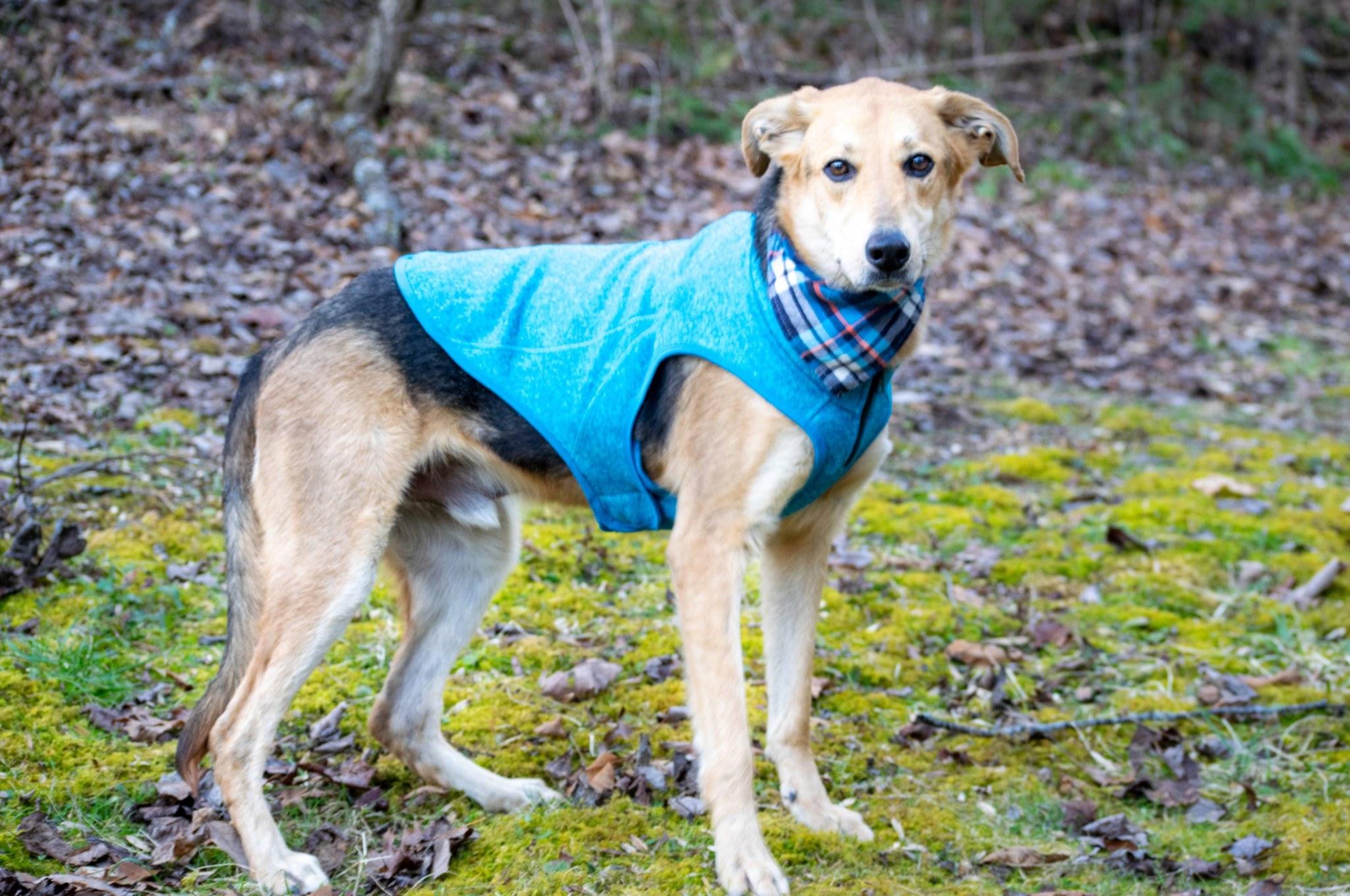 Enlarge STRIDER, an adoptable mixed breed in Sevierville, TN image 4/4