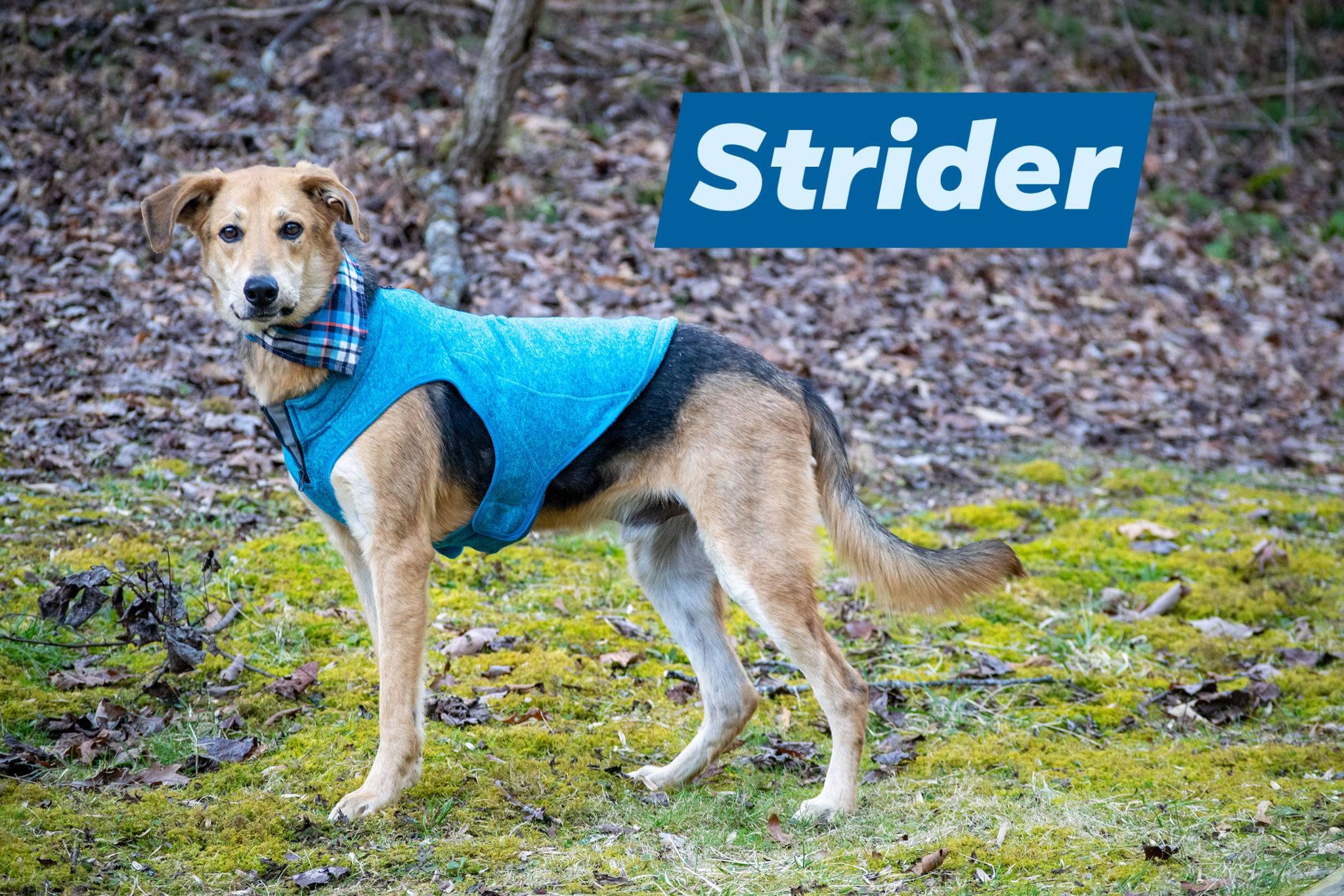 Enlarge STRIDER, an adoptable mixed breed in Sevierville, TN image 1/4