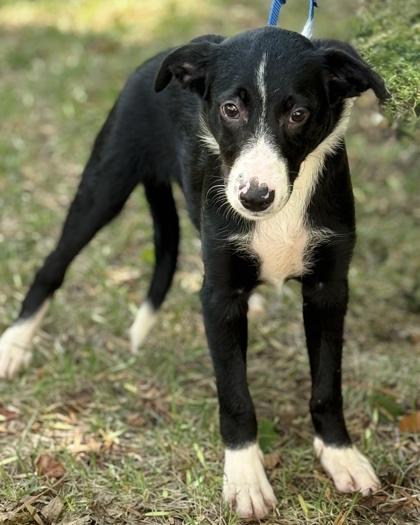 Orion, Adoptable, Puppy Male Australian Shepherd & Border Collie.