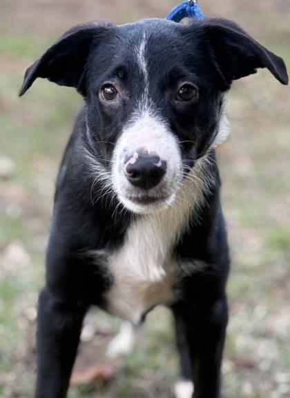 Orion, a Adoptable mixed breed in Malvern, PA image 2/3