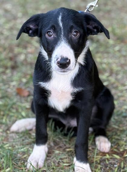 Orion, a Adoptable mixed breed in Malvern, PA image 3/3