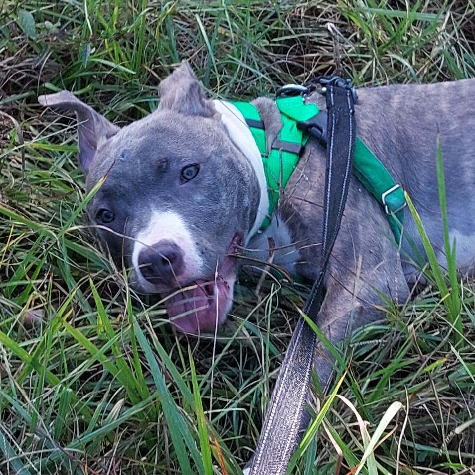 Bronco, Adoptable, Young Male Mixed Breed.