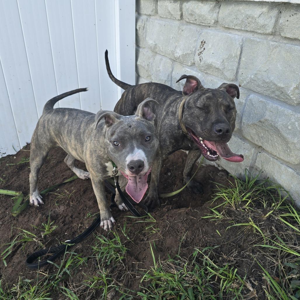 Enlarge Bronco, a Adoptable Mixed Breed in Clearwater, FL image 2/5