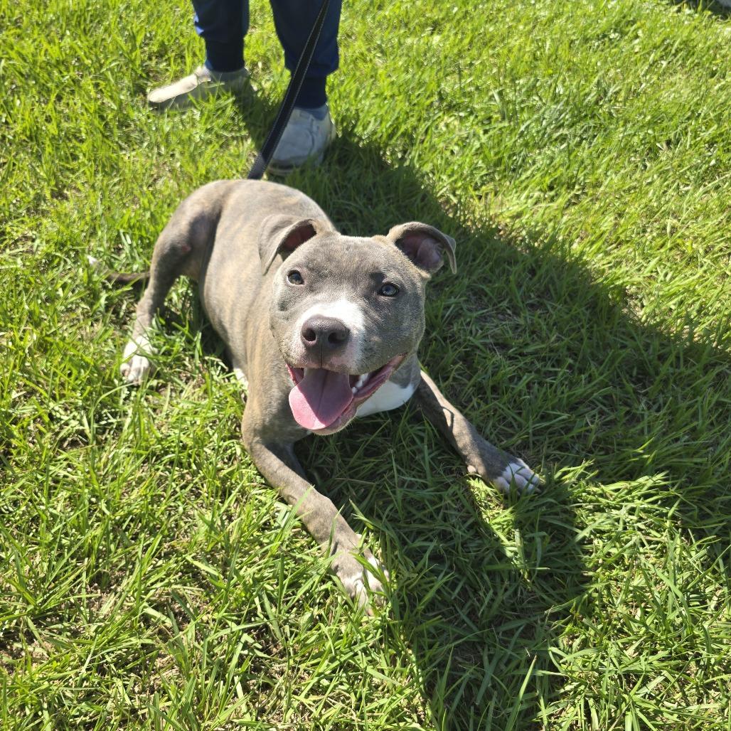 Enlarge Bronco, a Adoptable Mixed Breed in Clearwater, FL image 3/5