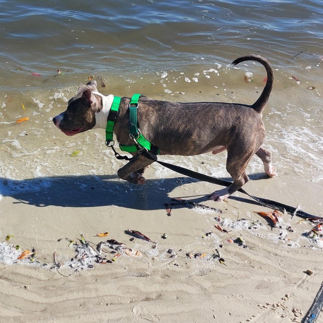 Enlarge Bronco, a Adoptable Mixed Breed in Clearwater, FL image 5/5