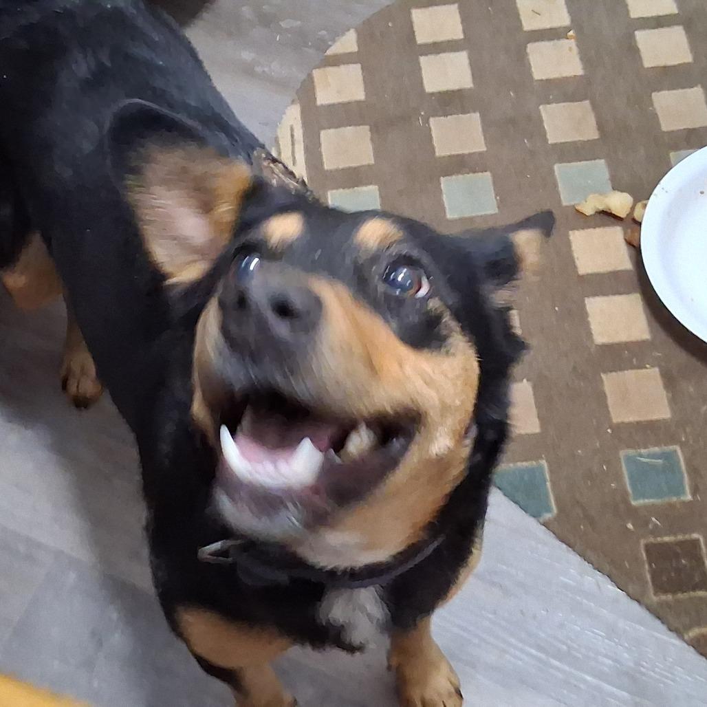 Khaleesi 5734 — thumbnail 3