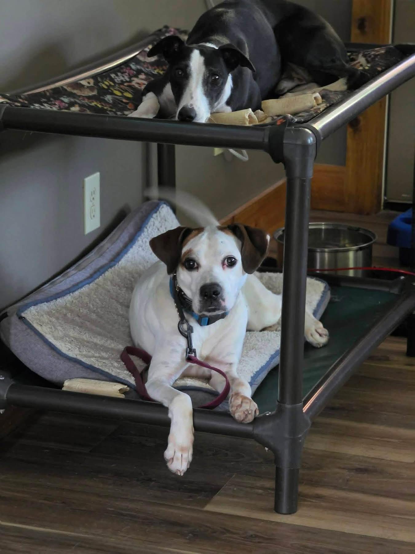 Enlarge Gizmo, a Adoptable mixed breed in Louisville, KY image 5/6