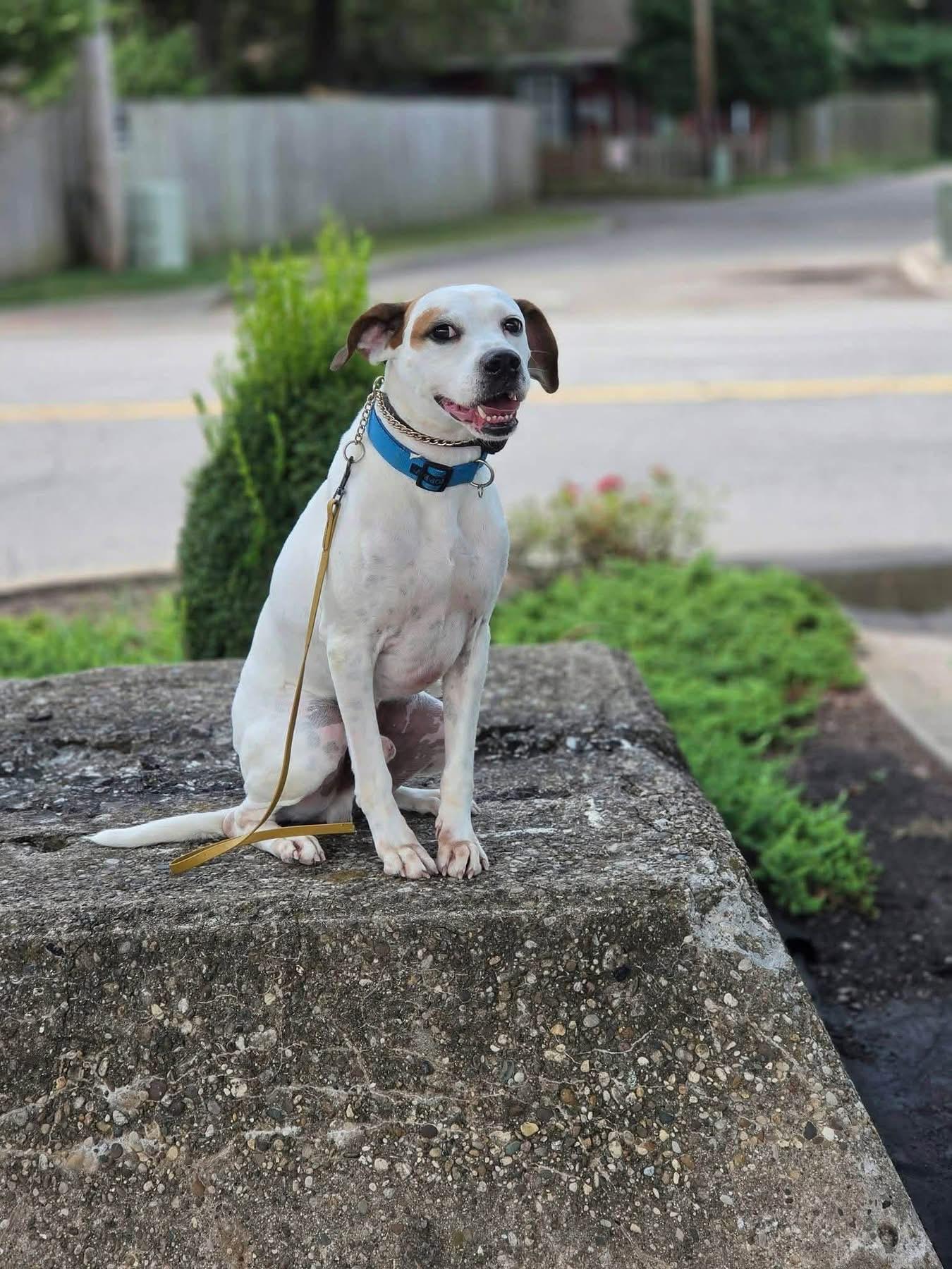 Enlarge Gizmo, a Adoptable mixed breed in Louisville, KY image 4/6