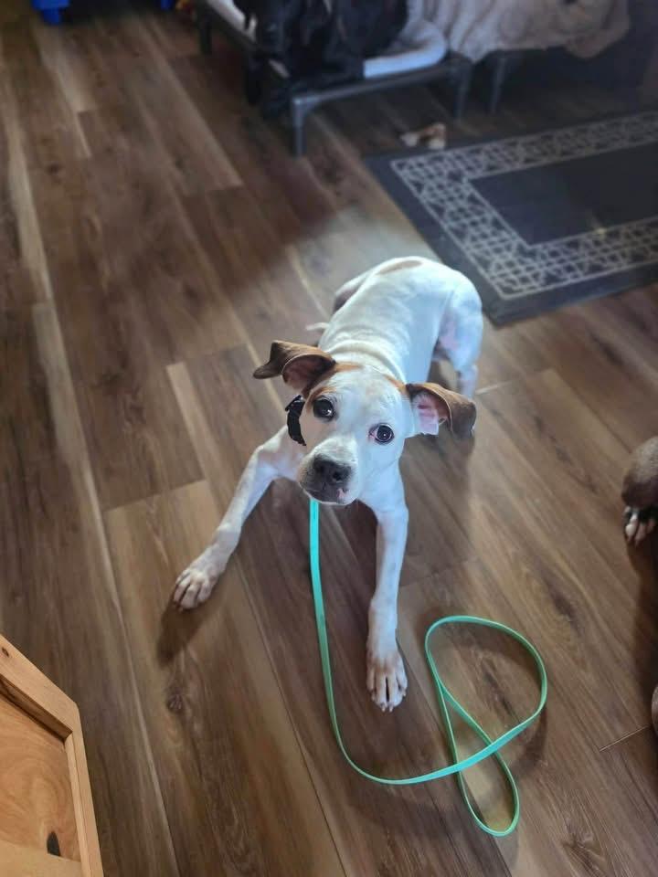 Enlarge Gizmo, a Adoptable mixed breed in Louisville, KY image 2/6